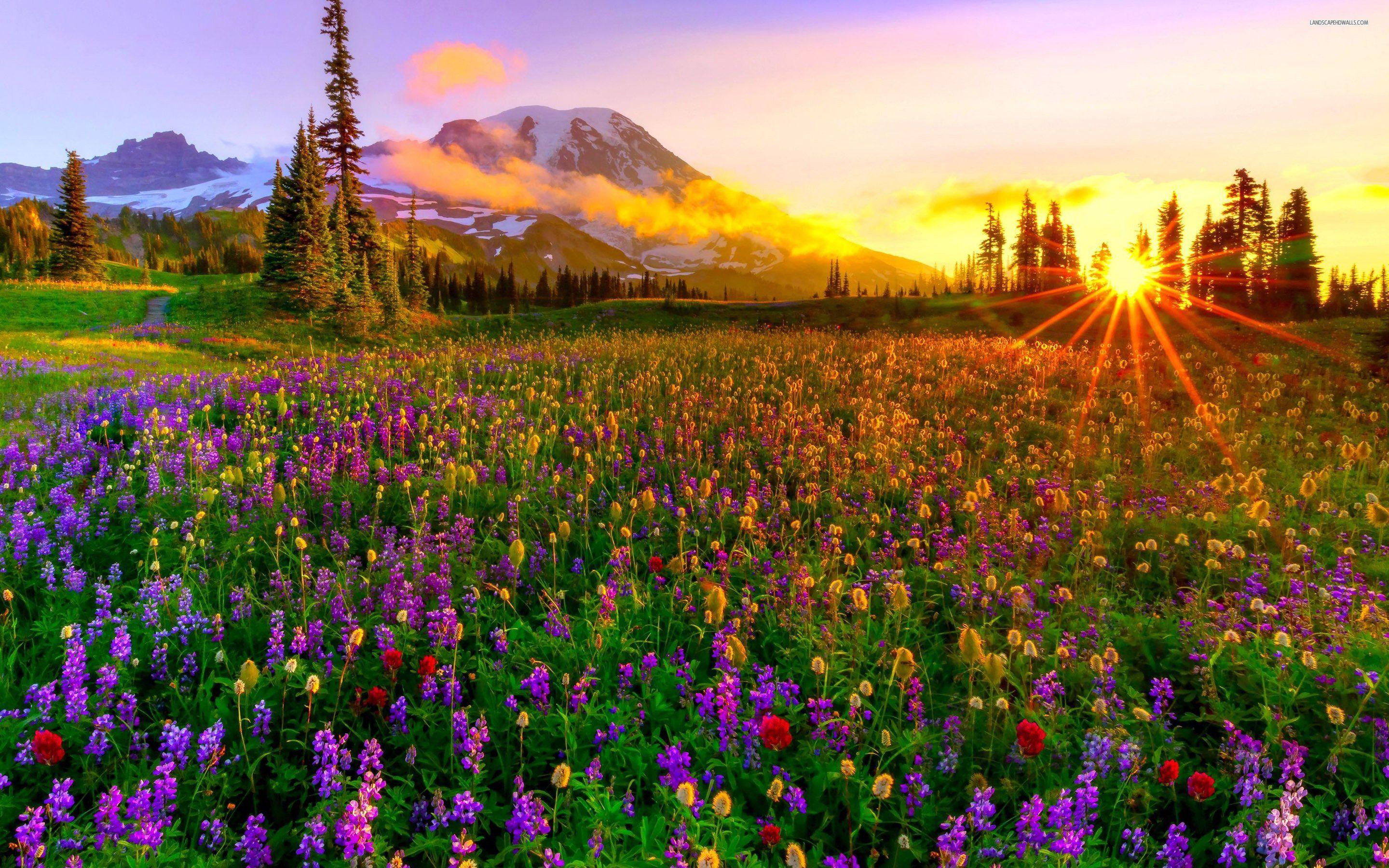 Flower Mountain Wallpapers - Top Free Flower Mountain Backgrounds ...