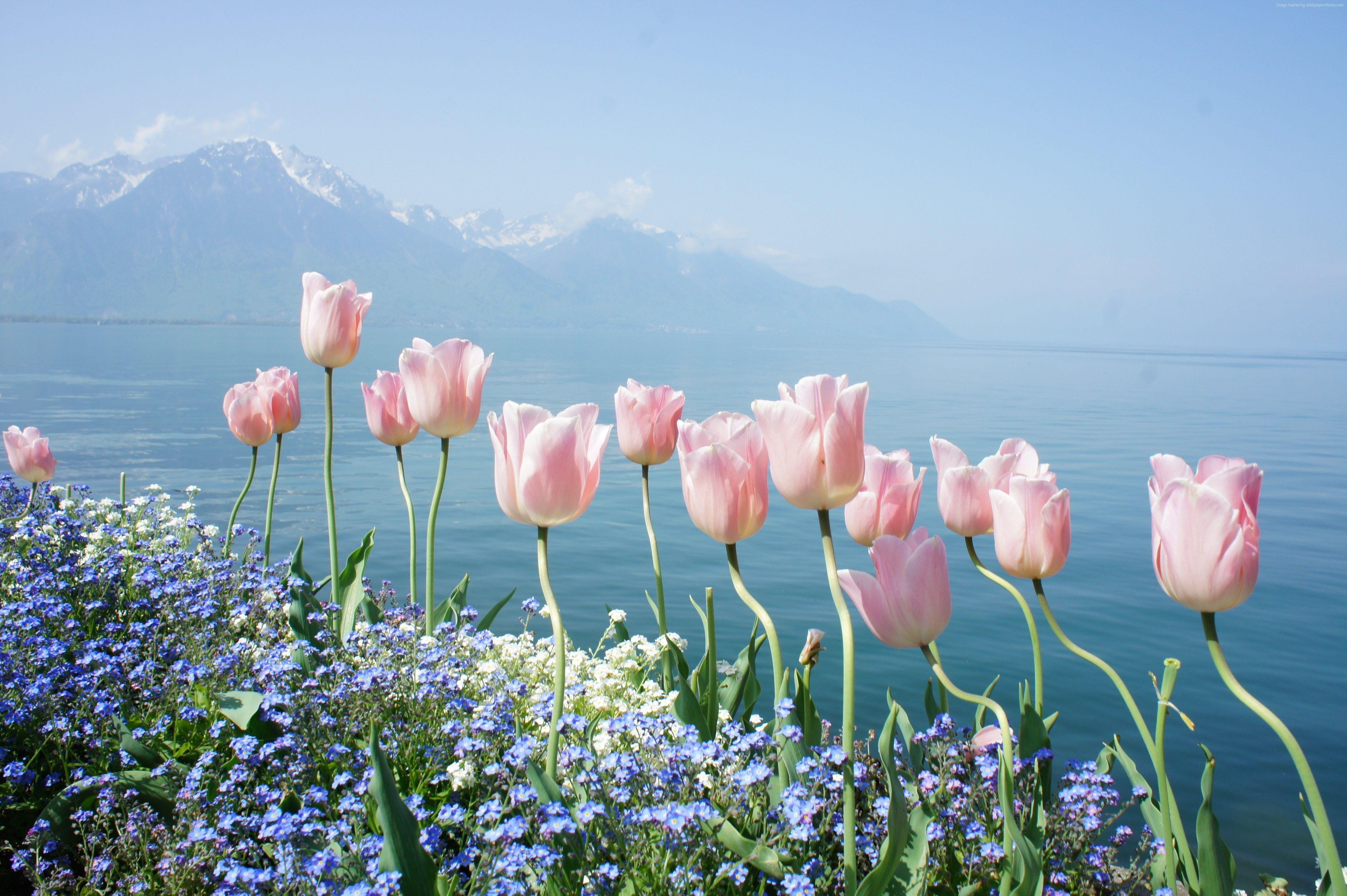 4592x3056 #tulip, k, #HD wallpaper, #spring flowers, #mountains