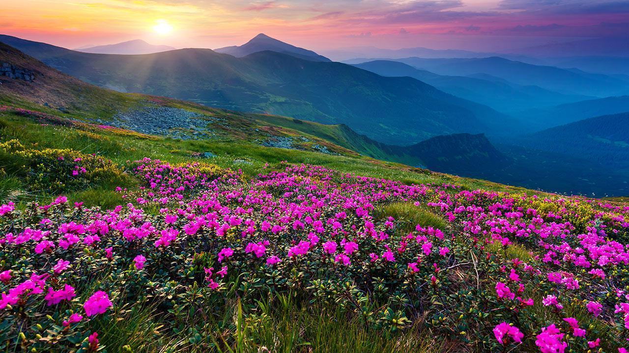 1280x720 Mountain Flower Live Wallpaper for Android