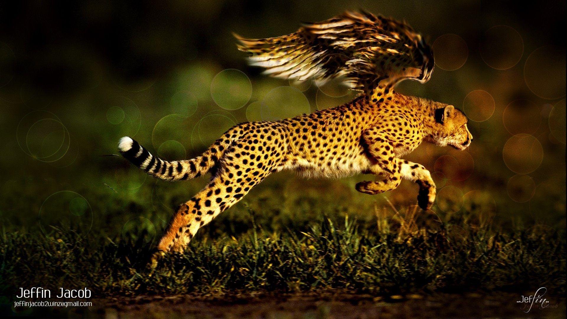 1920x1080 Jaguar Wallpaper, Amazing Jaguar Wallpaper