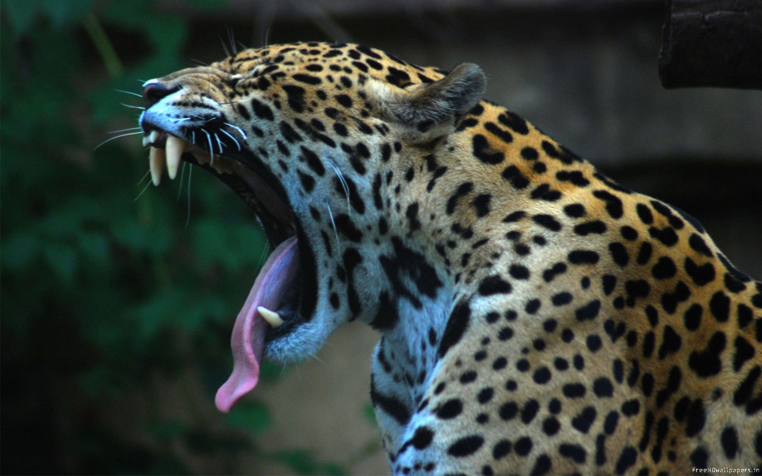 2560x1600 Jaguar Full HD Wallpaper and Background Imagex1600