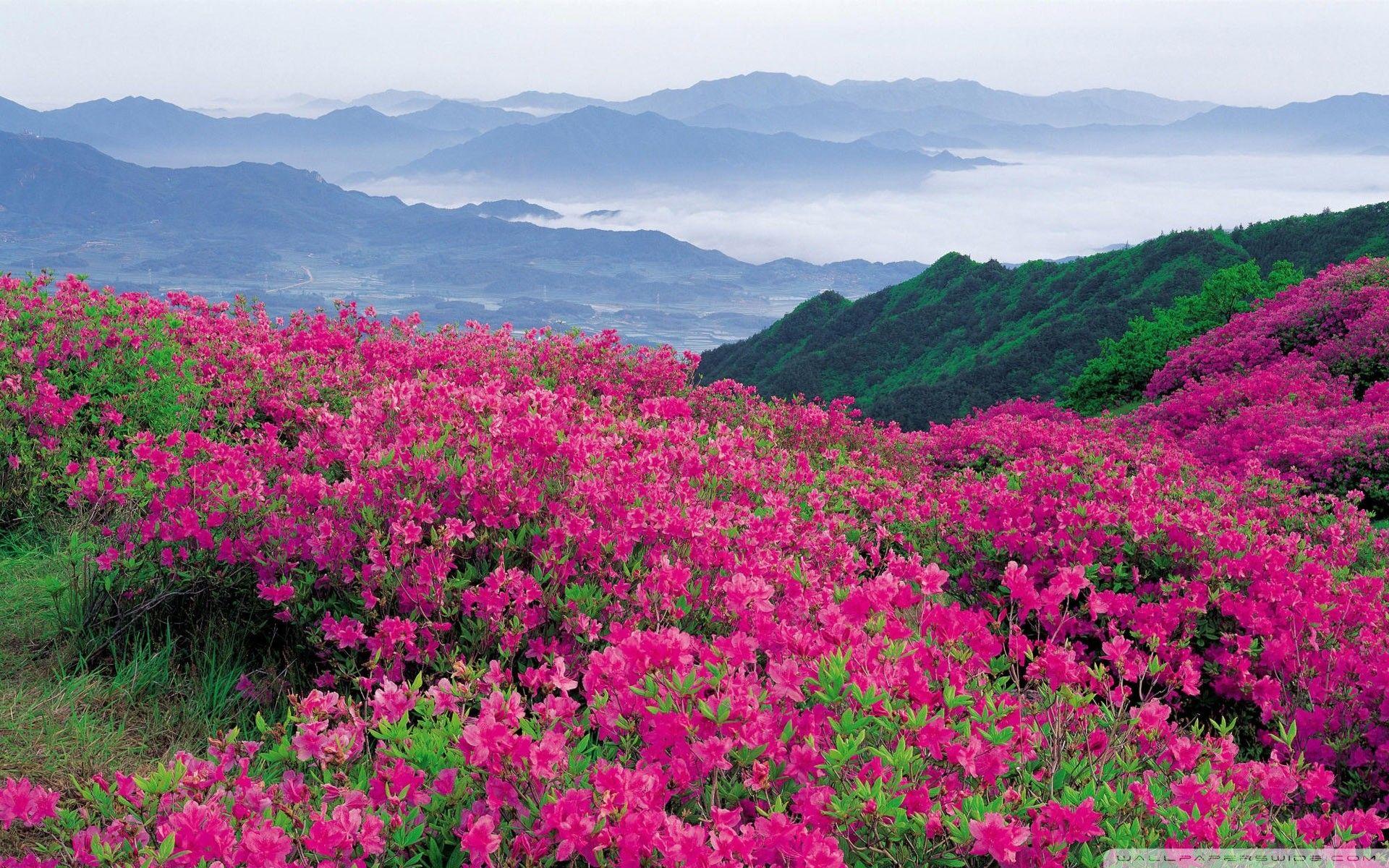 1920x1200 Wild Flowers Wallpaper