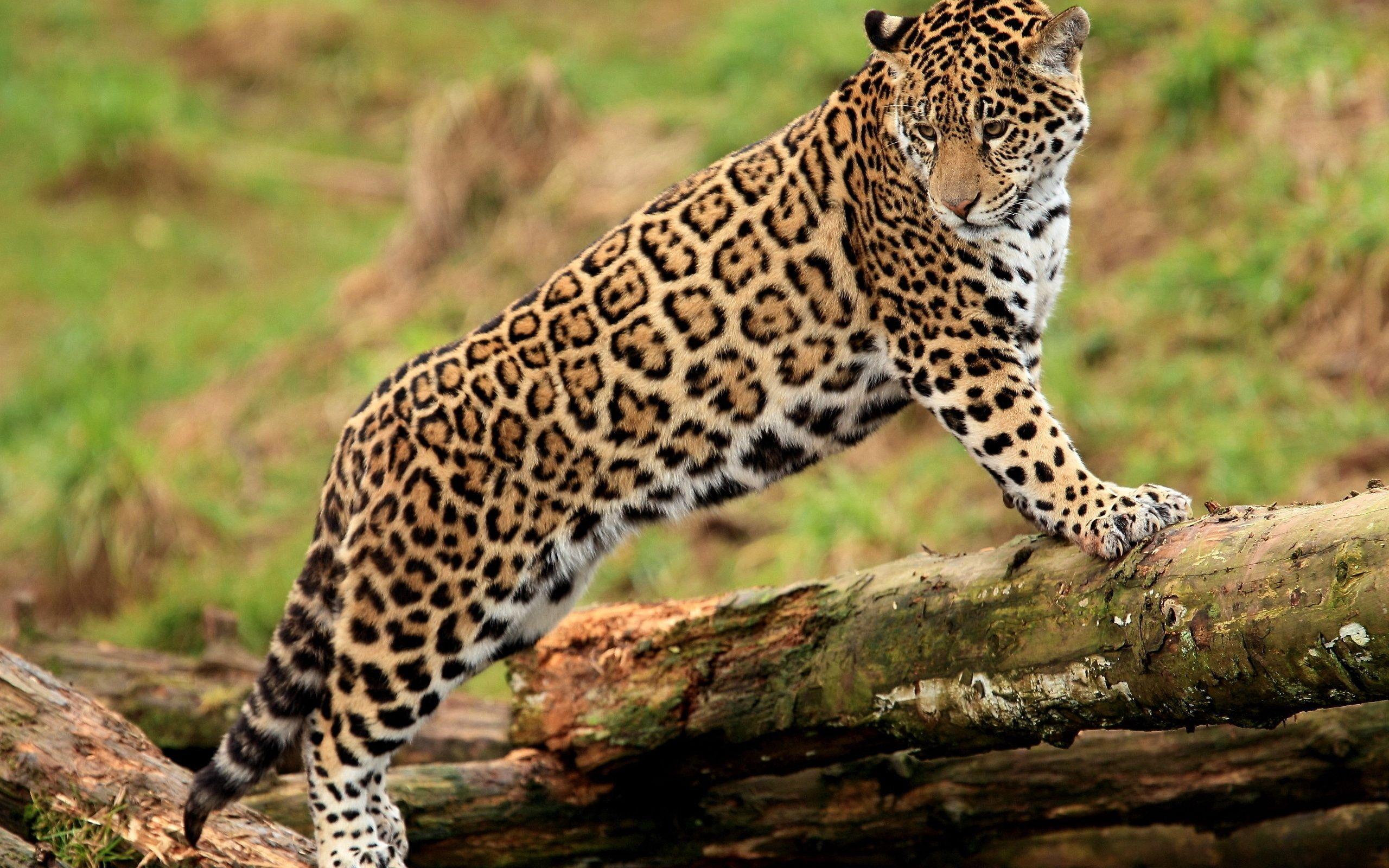 2560x1600 Jaguar Wallpaper 26090 2560x1600px