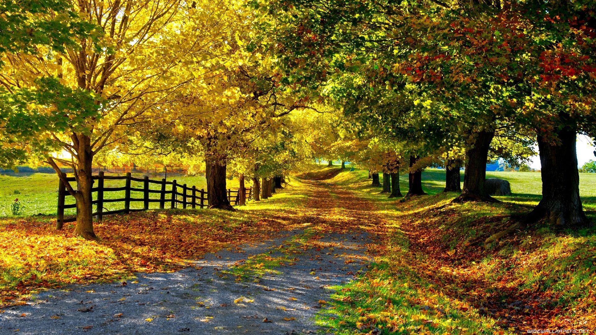 1920x1080 Beautiful Nature Image Free To Download