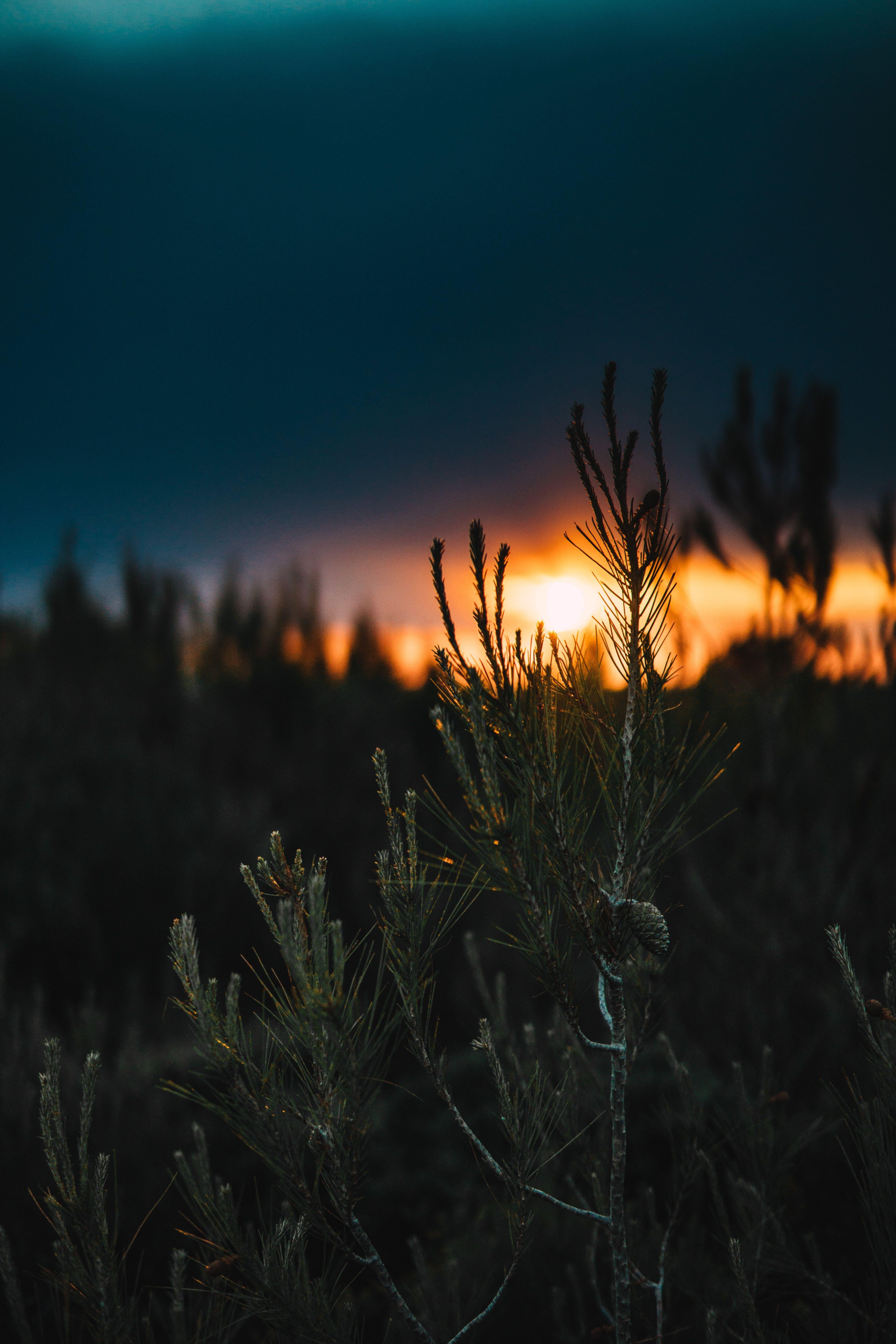 4000x6000 Zakinthos, Greece, shallow focus photography of green leafed plant