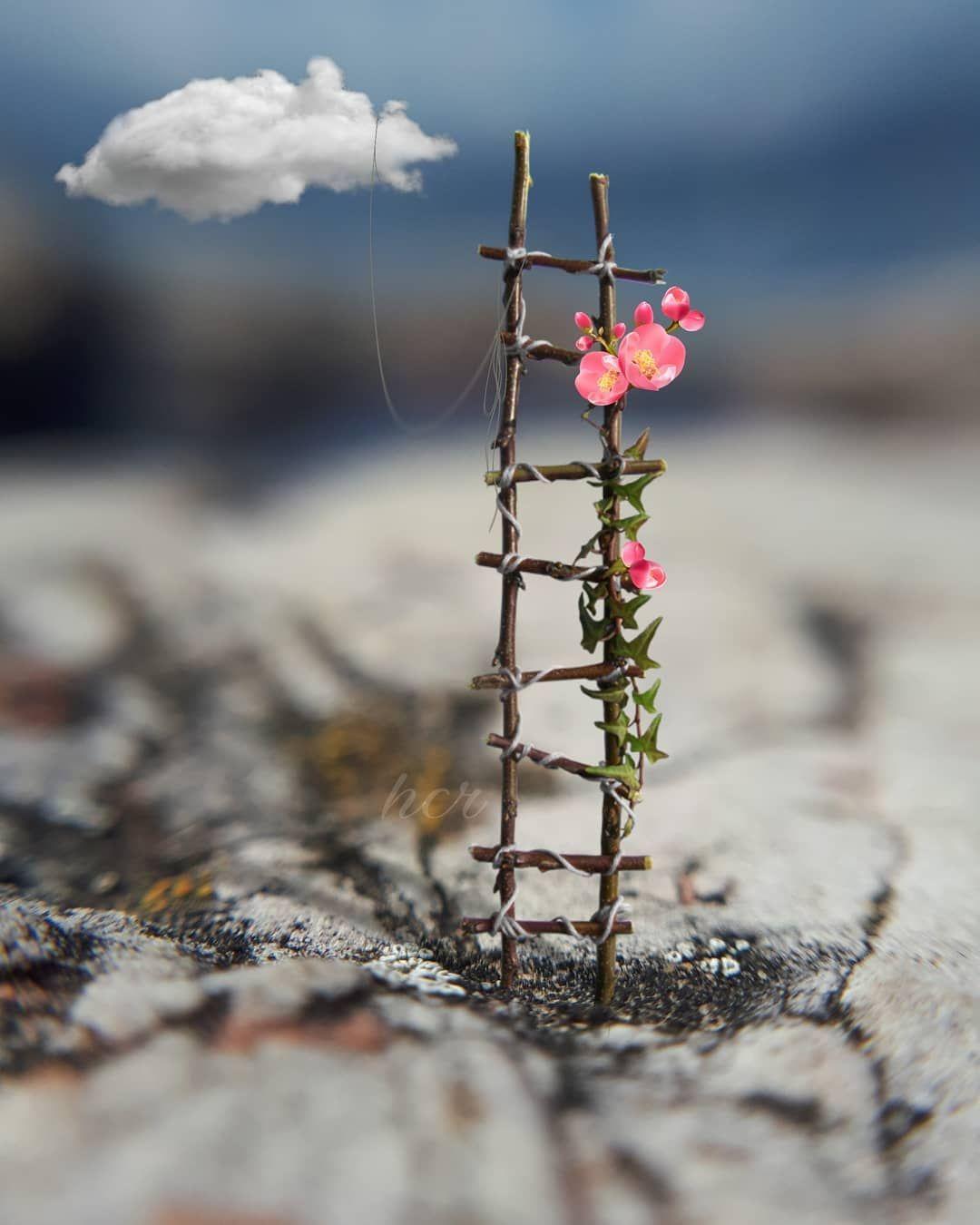 1080x1350 Up the ladders to heavenly flowers. Miniature photography, Cute photography, Beautiful wallpaper