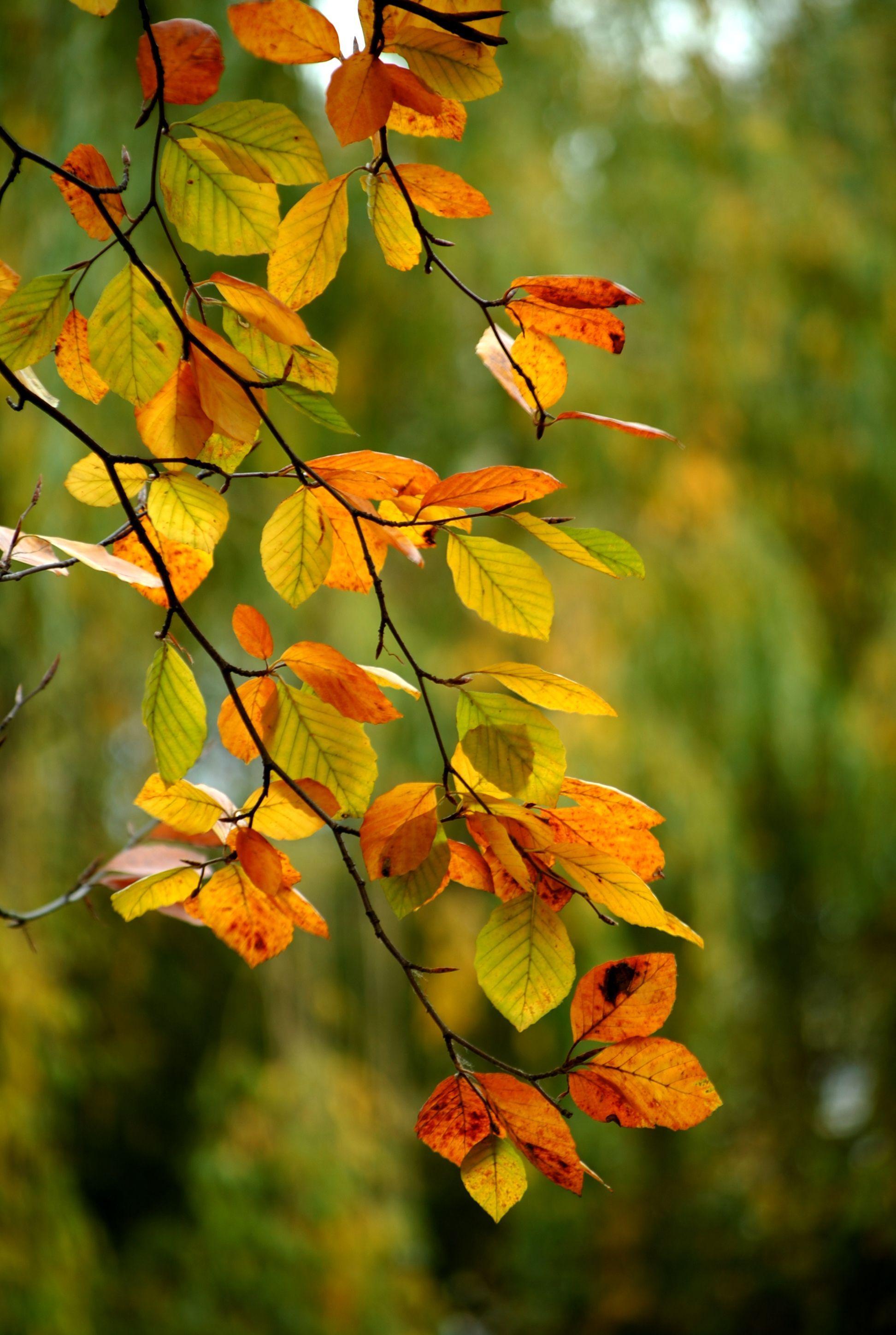 1944x2896 Photo by halinape. Background for photography, Beautiful nature