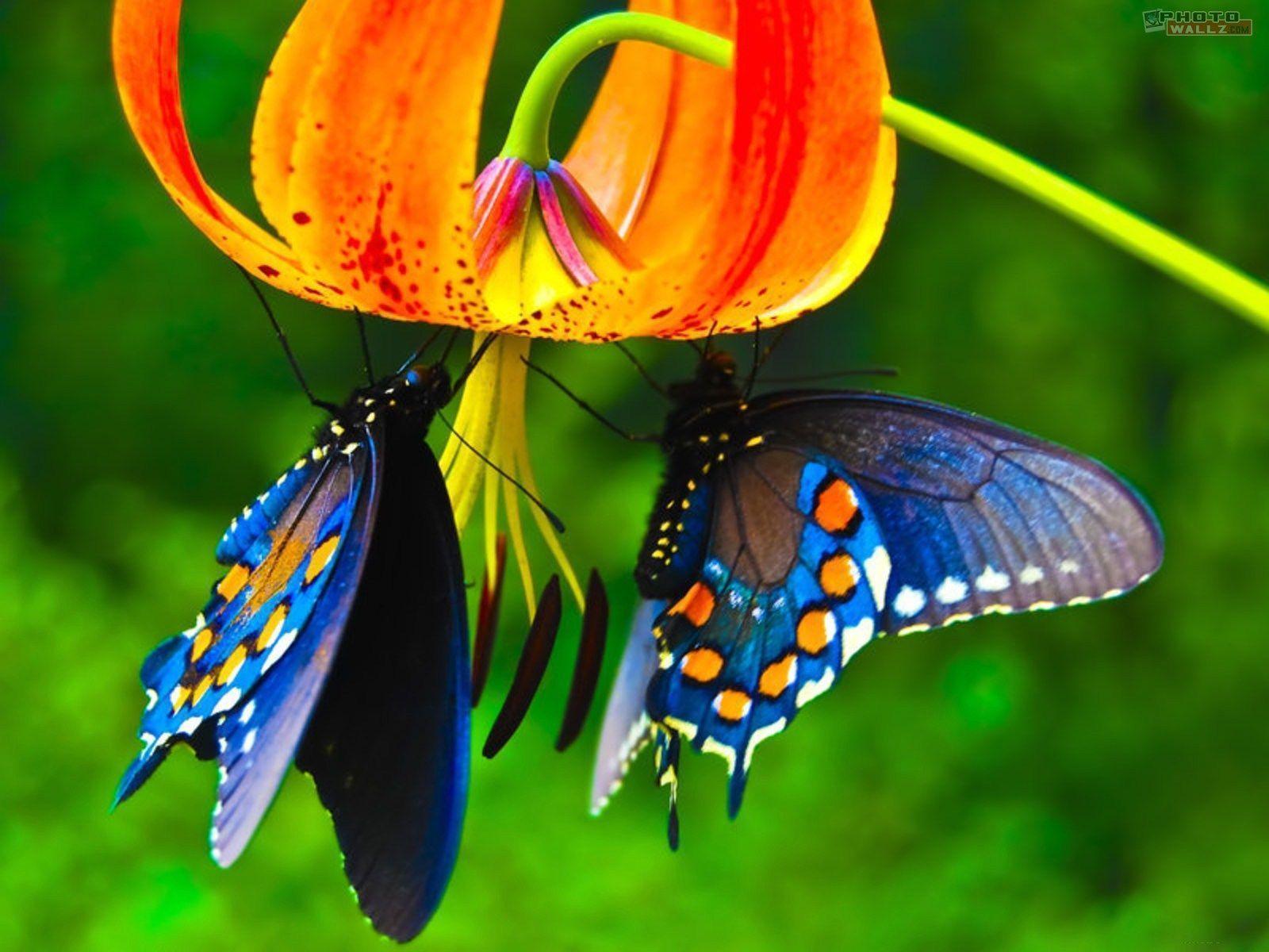 1600x1200 Blue Butterfly Wallpaper