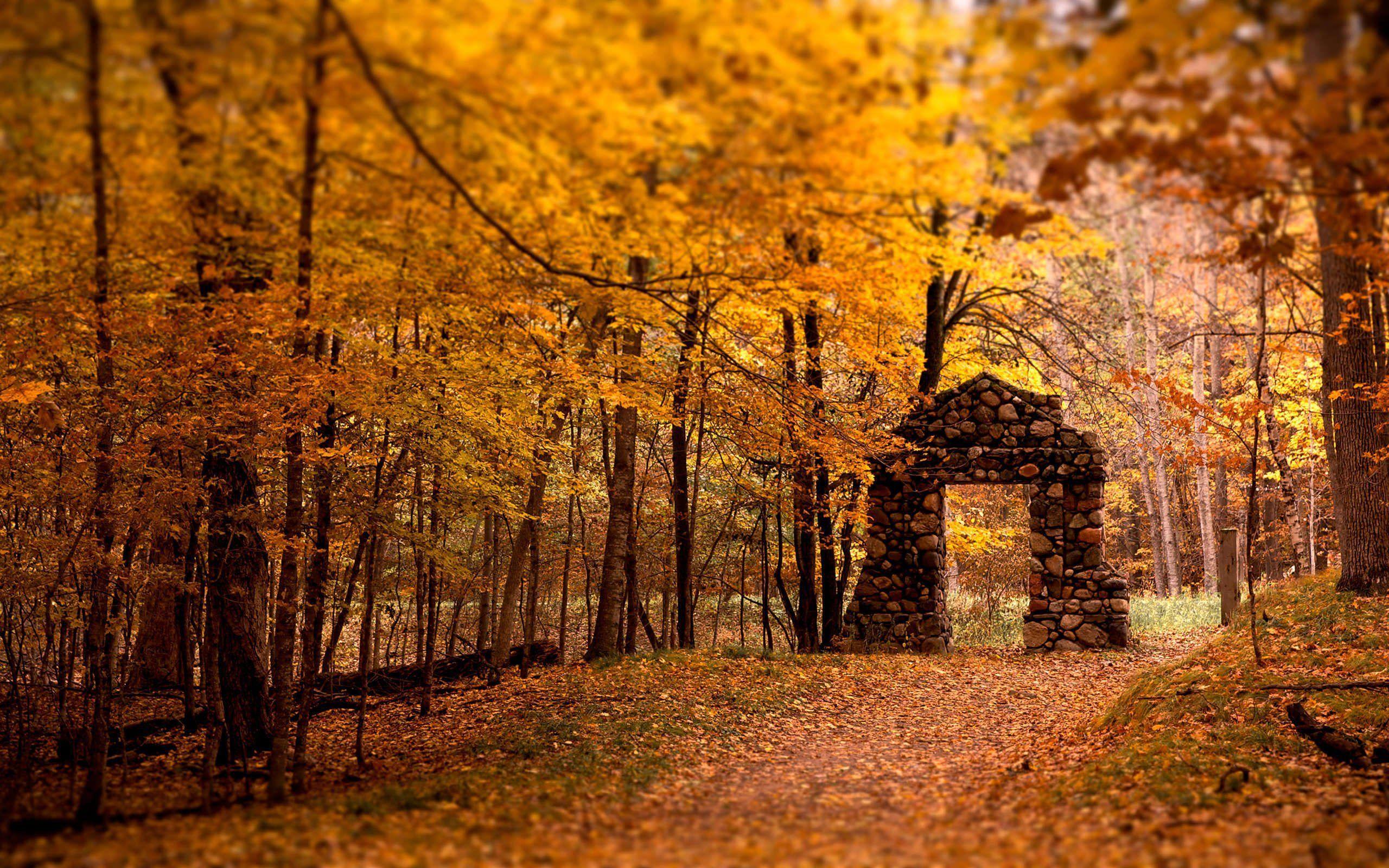 2560x1600 Autumn Wallpaper. Fall wallpaper, Autumn leaves wallpaper, Beautiful landscapes