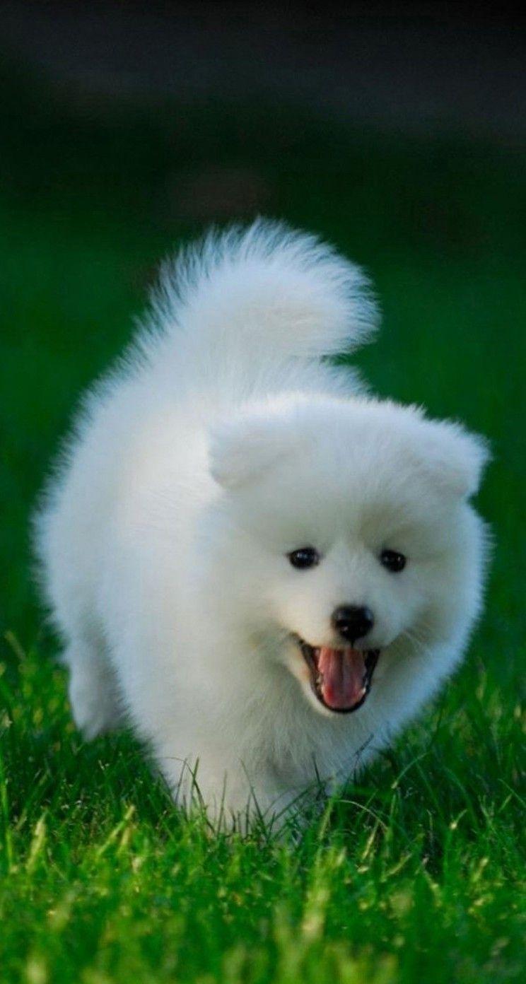 744x1392 Cute Dogs HD Wallpaper for iPhone 5 / 5s / 5c
