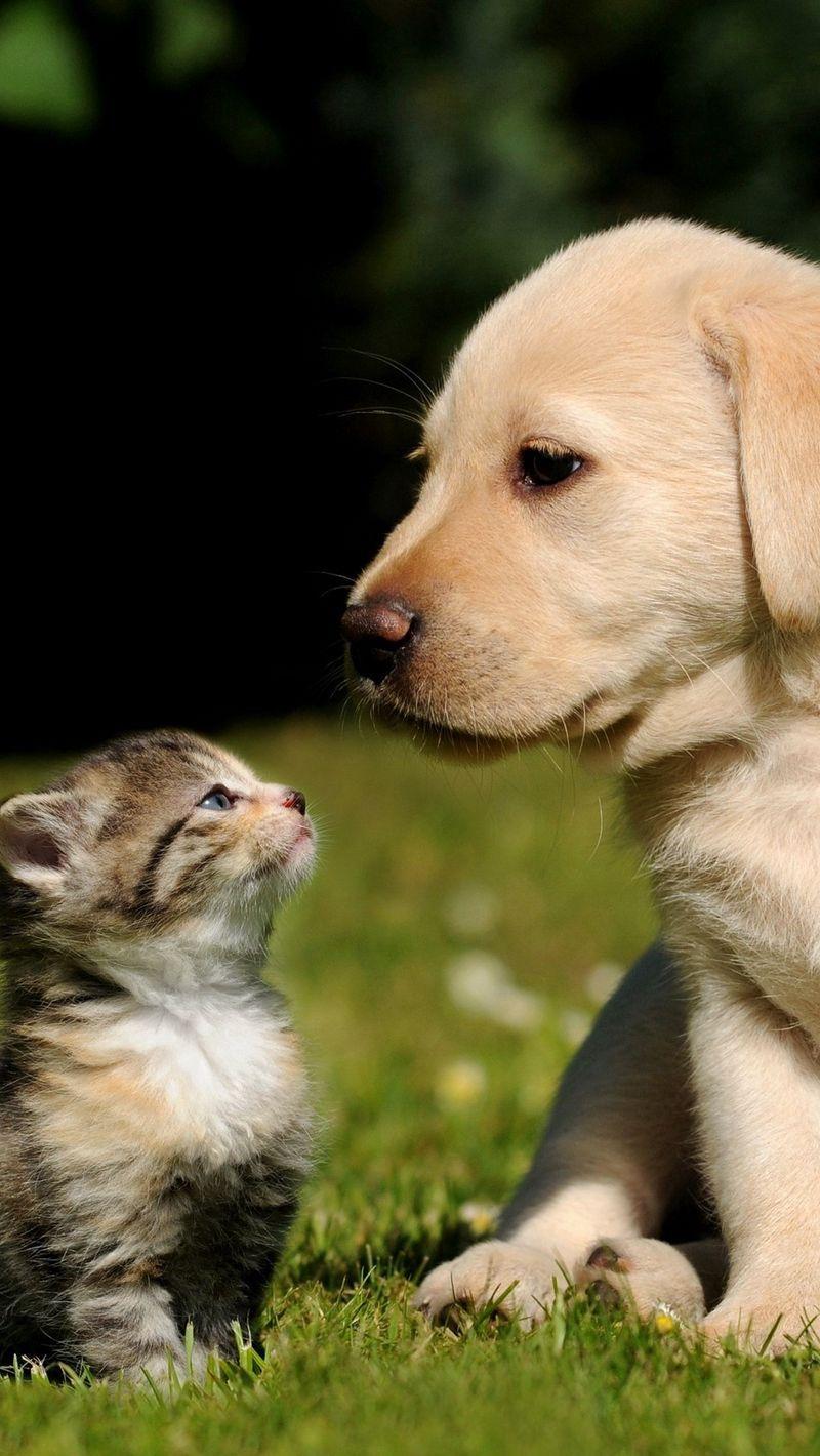 800x1420 Download wallpaper 800x1420 dog, cat, kitten, puppy, grass iphone