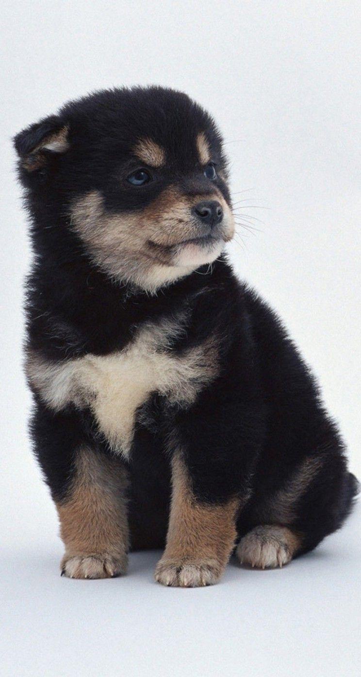 744x1392 Cute Dogs HD Wallpaper for iPhone 5 / 5s / 5c