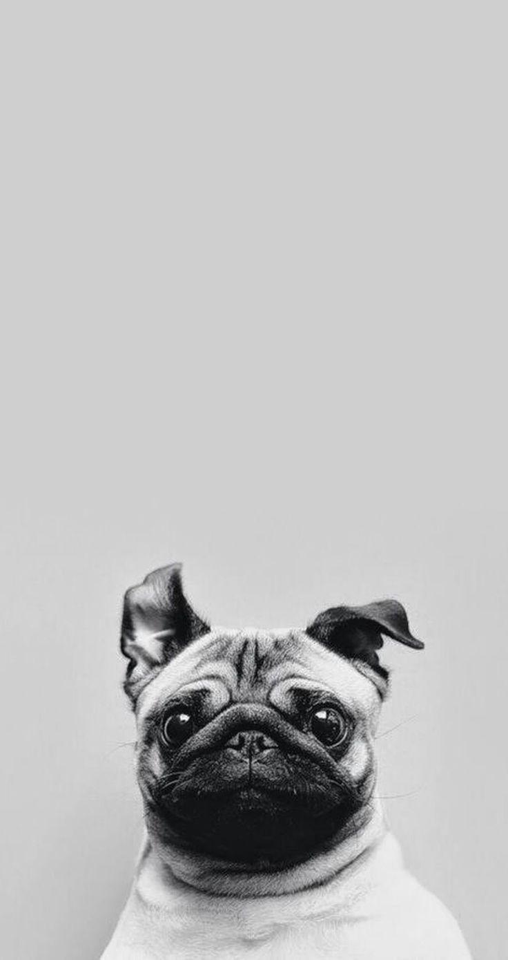 736x1389 Puppy Love - The most funny + cutest - Free your Wild - See