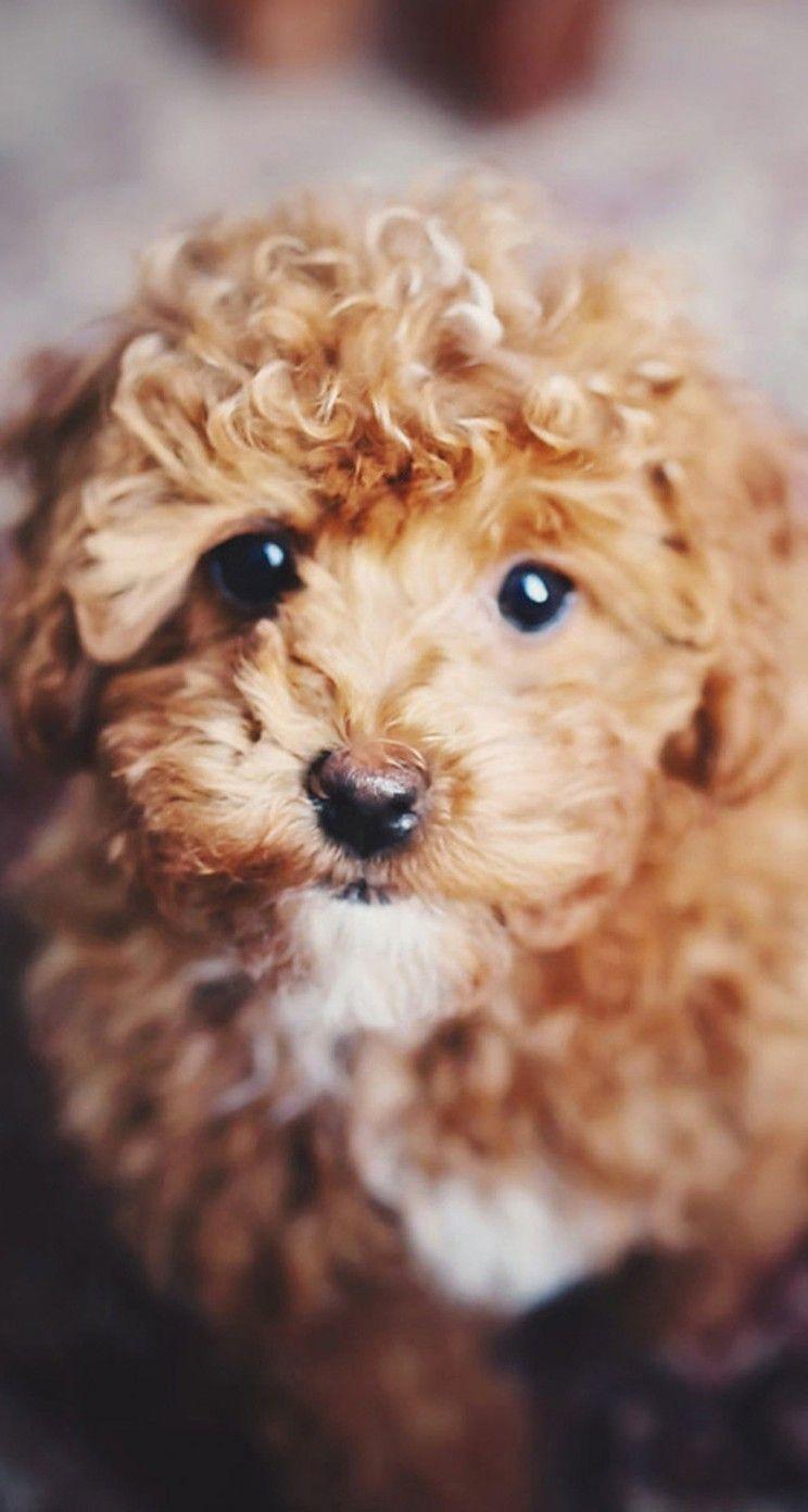 744x1392 Cute Dogs HD Wallpaper for iPhone 5 / 5s / 5c