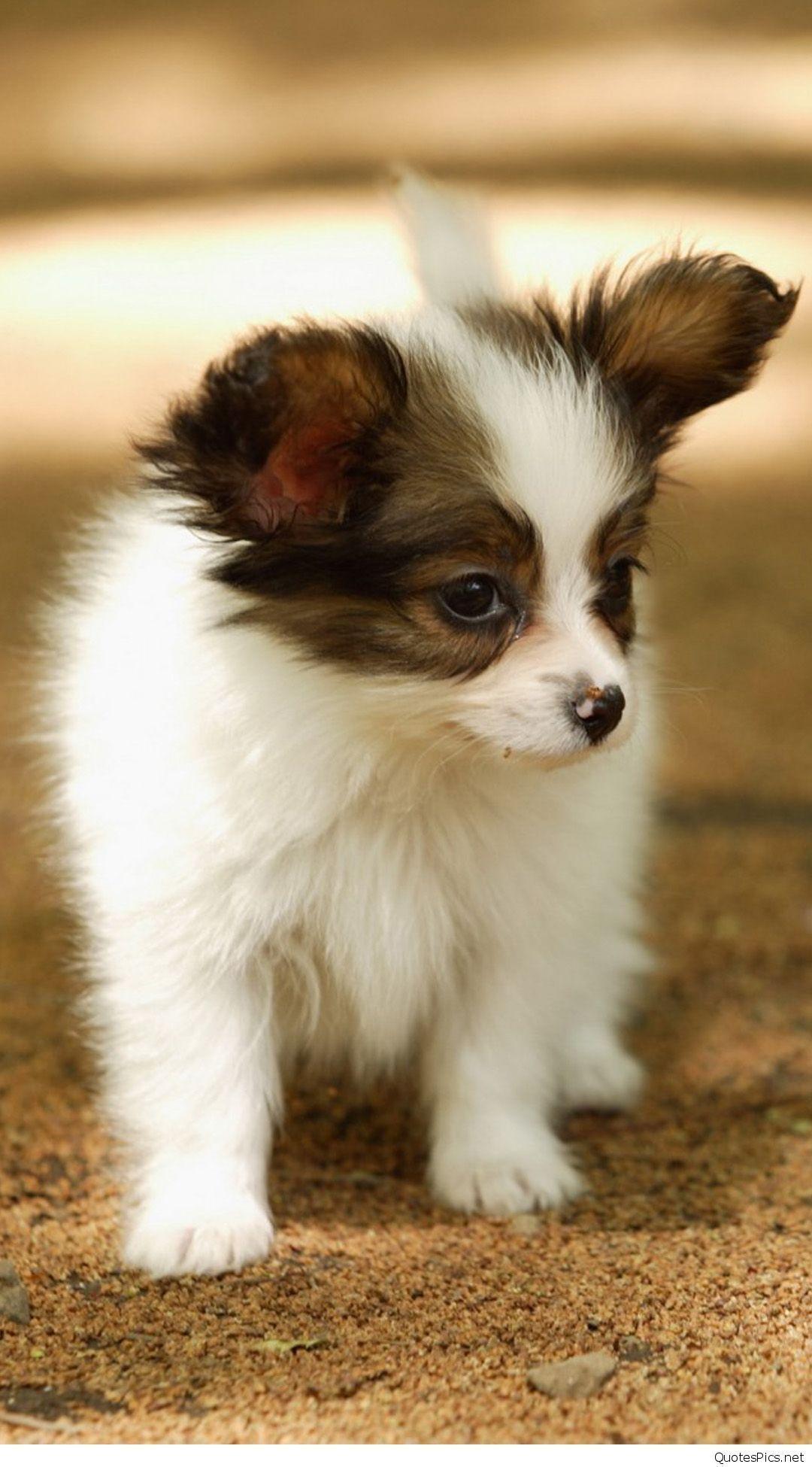 1080x1950 Cute dogs. Cute animals, Cute dog wallpaper