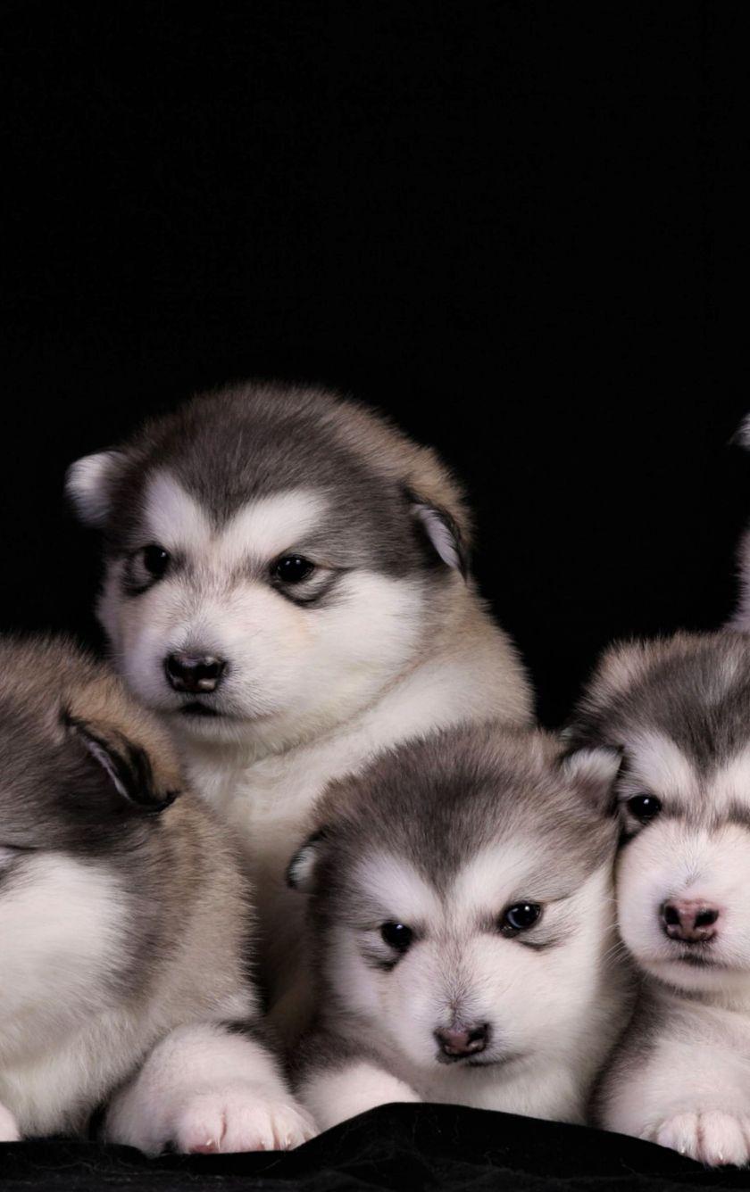 840x1336 Download 840x1336 wallpaper adorable dogs, animal, puppies, iphone