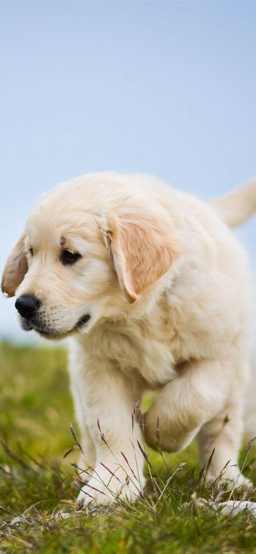 828x1792 Golden Retriever, Cute Dog, Puppy, Grass 1080x1920 IPhone 8 7 6 6S