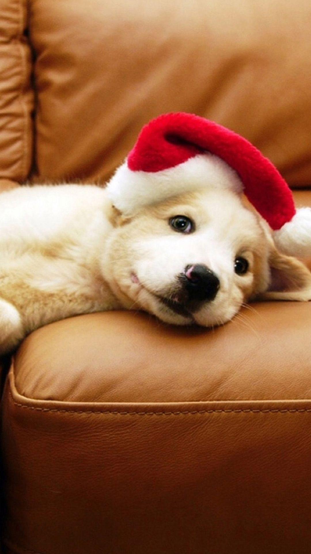 1080x1920 Christmas Puppy Android Wallpaper free download