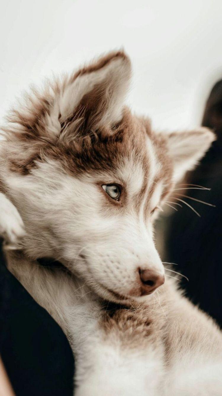 750x1335 gray wolves