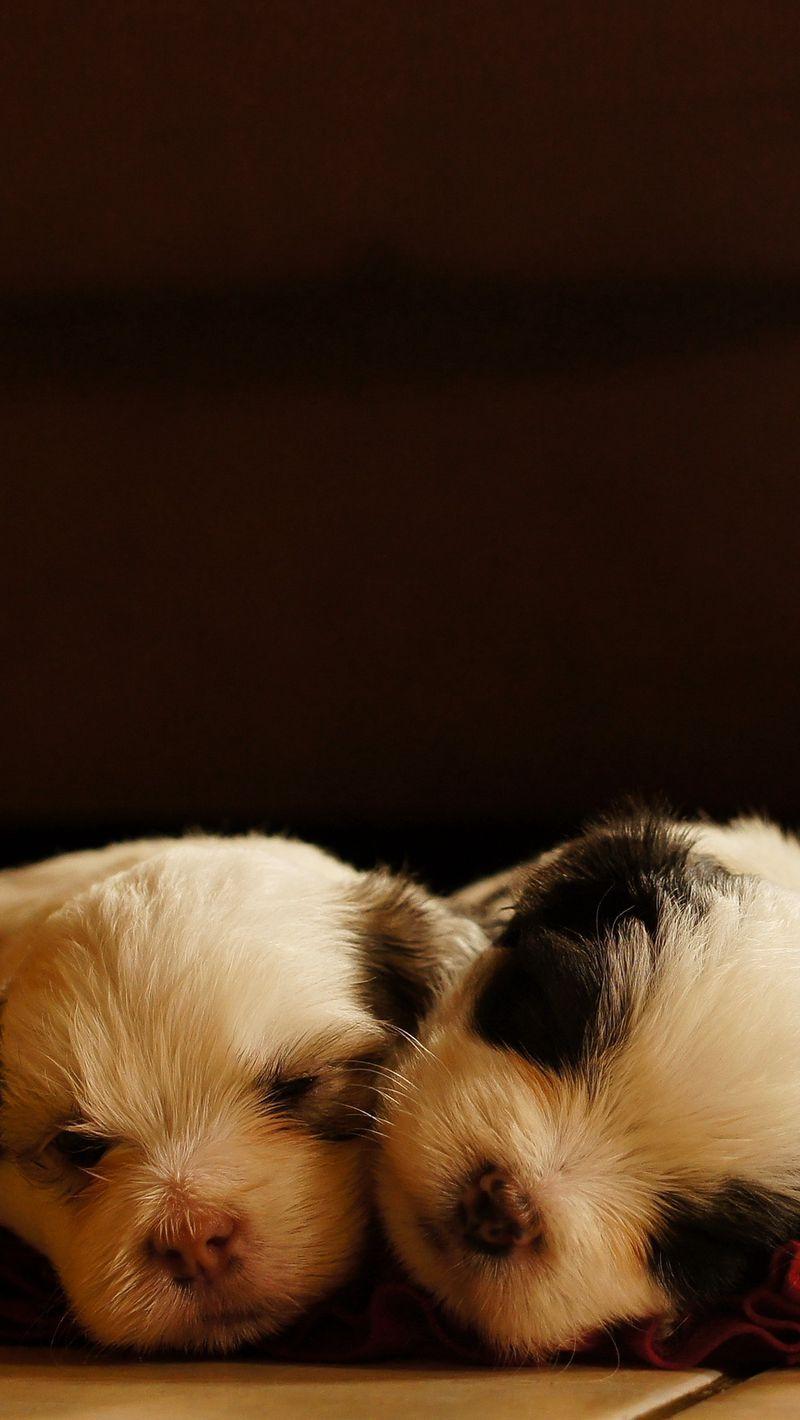 800x1420 Download wallpaper 800x1420 dogs, puppies, sleeping, lying