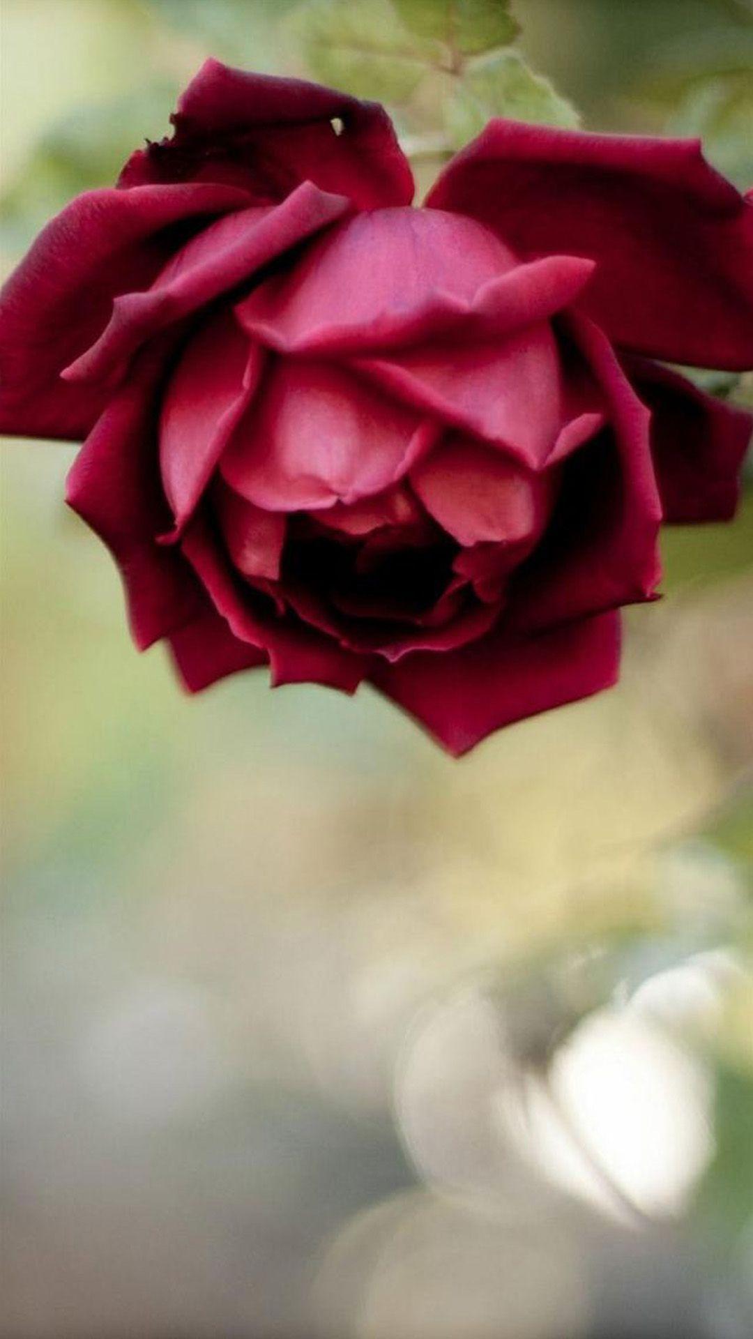 1080x1920 Rose Wallpaper IPhone