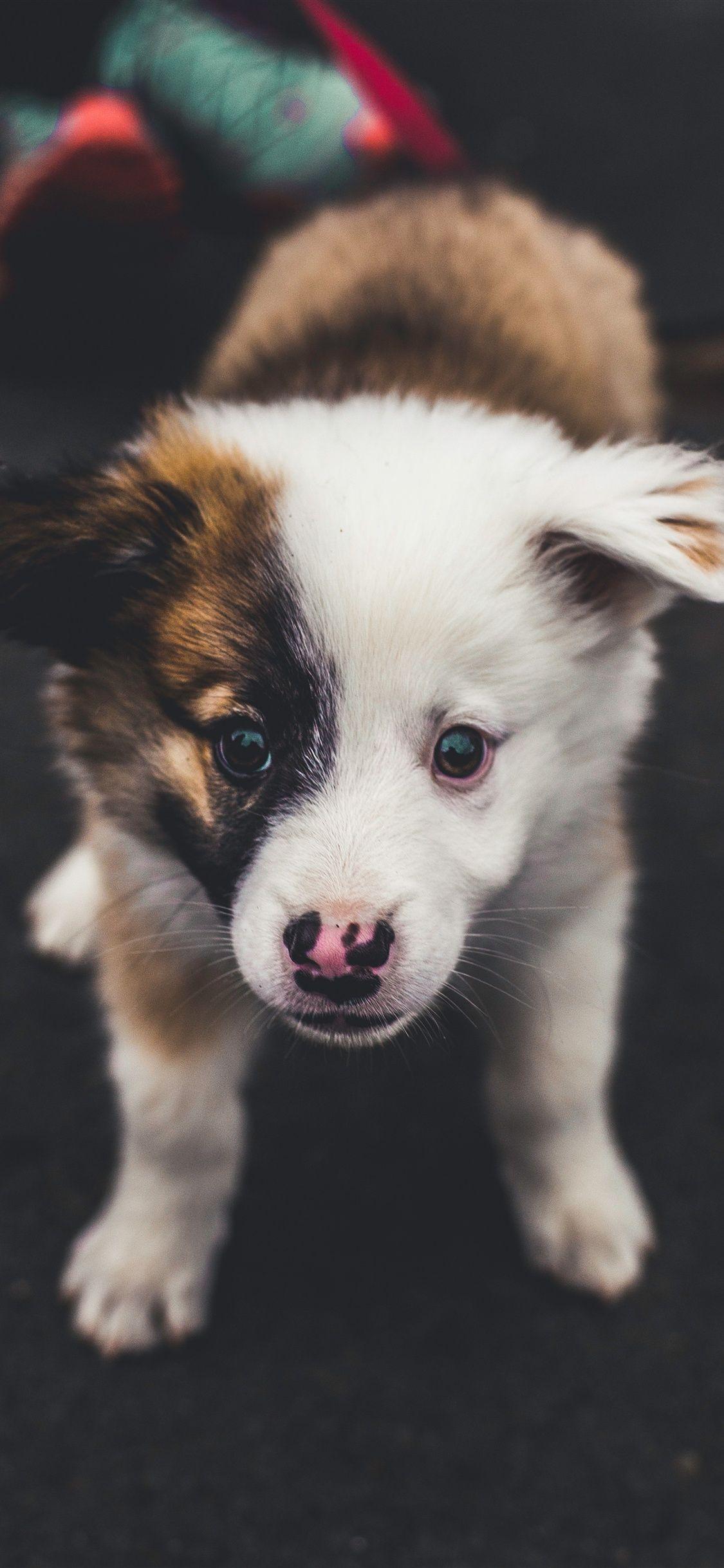 1125x2436 Cute puppy front view iPhone XS Max, X 3GS wallpaper