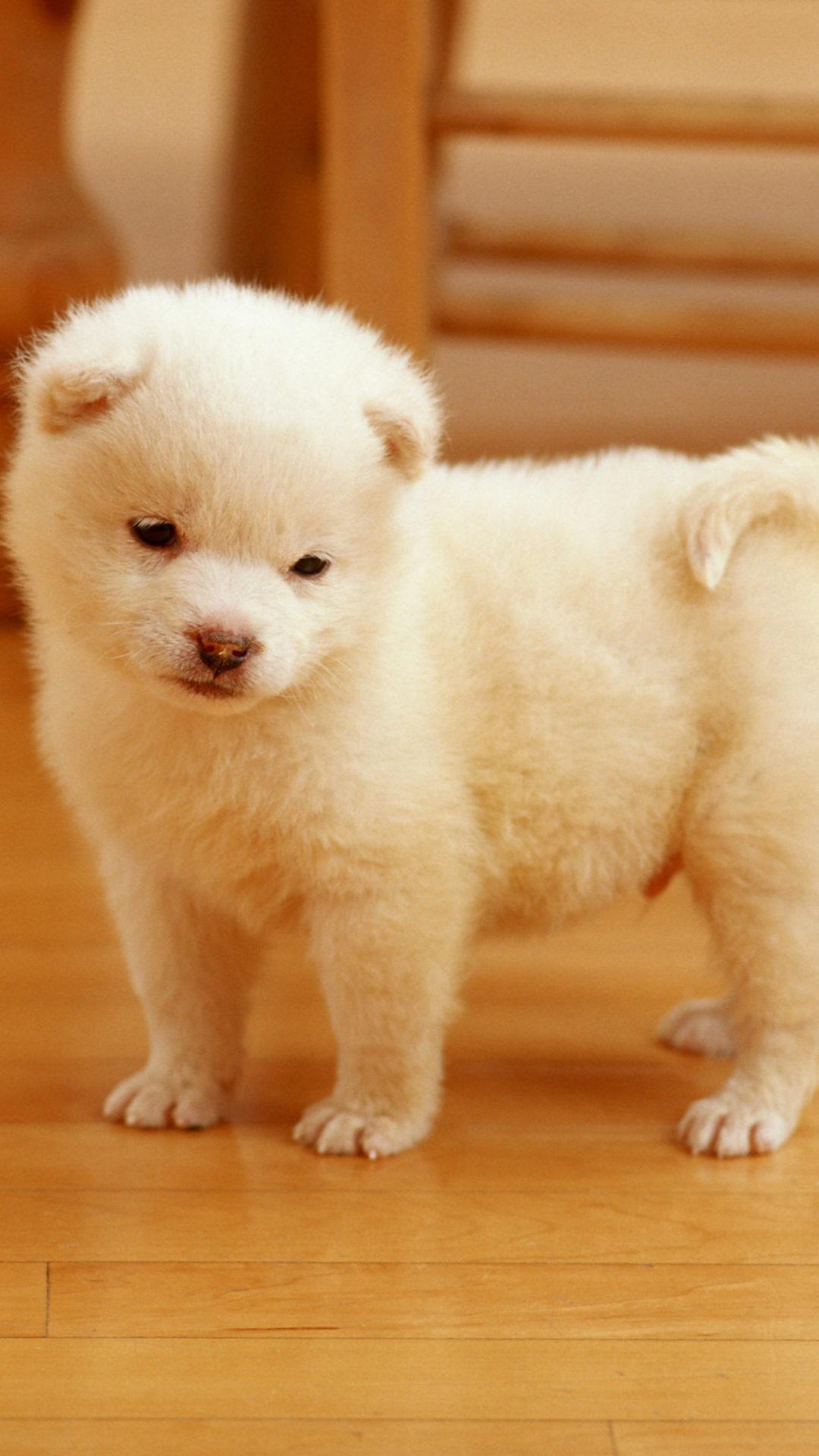 1080x1920 Cutest Puppy HD Wallpaper. HD Wallpaper Download