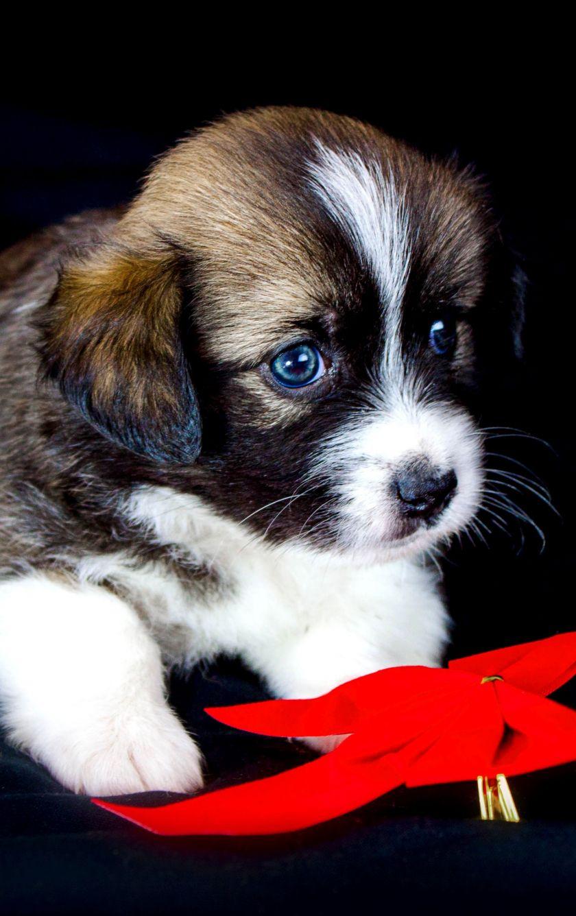 840x1336 Download 840x1336 wallpaper cute puppy, adorable, animal, pet