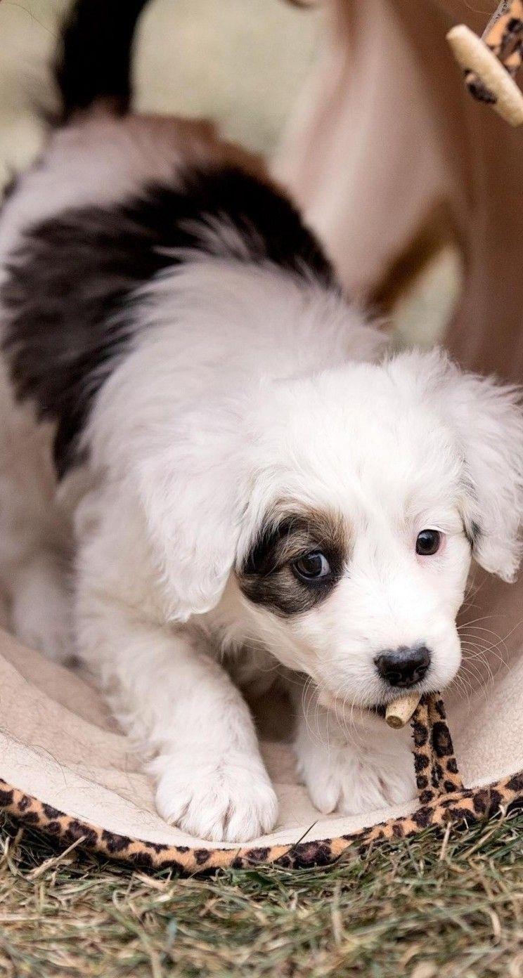 744x1392 Cute Dogs HD Wallpaper for iPhone 5 / 5s / 5c