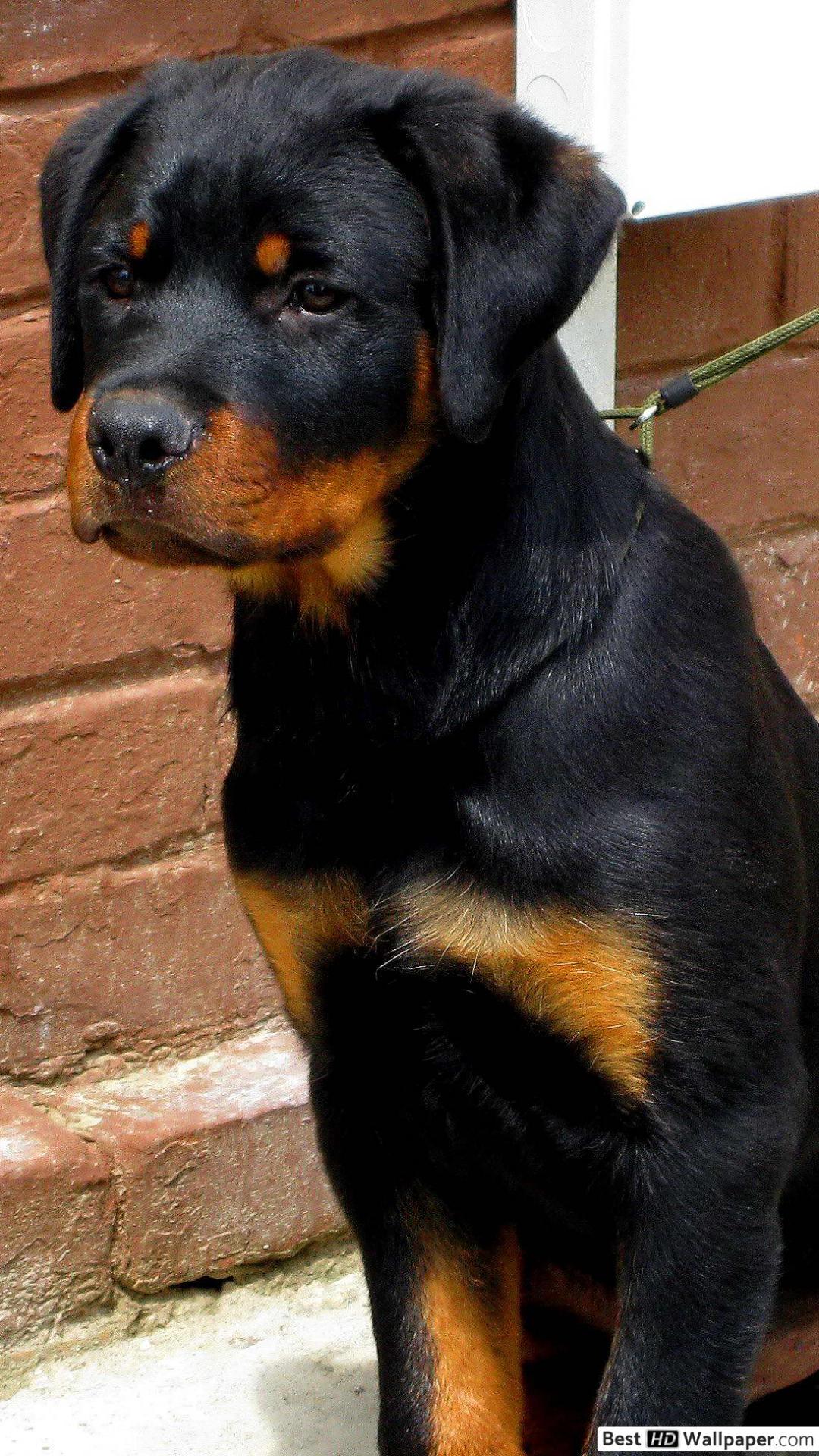 1080x1920 Rottweiler puppy on a leash HD wallpaper download