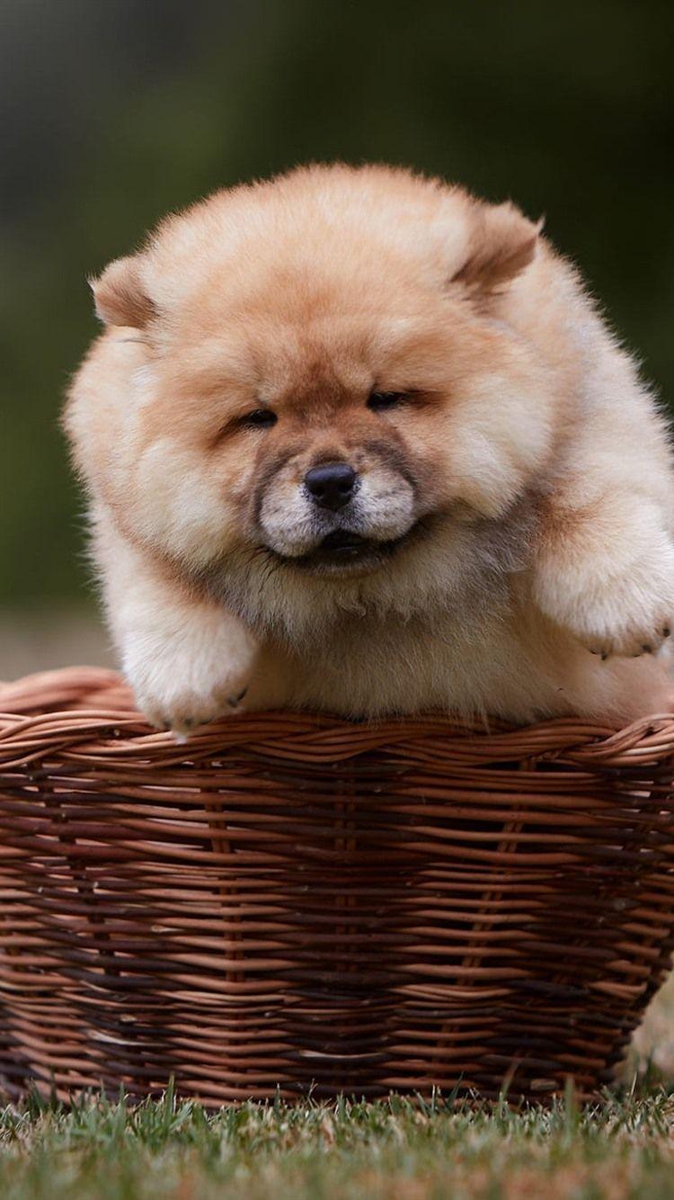 750x1334 Fat Dogs Wallpaper