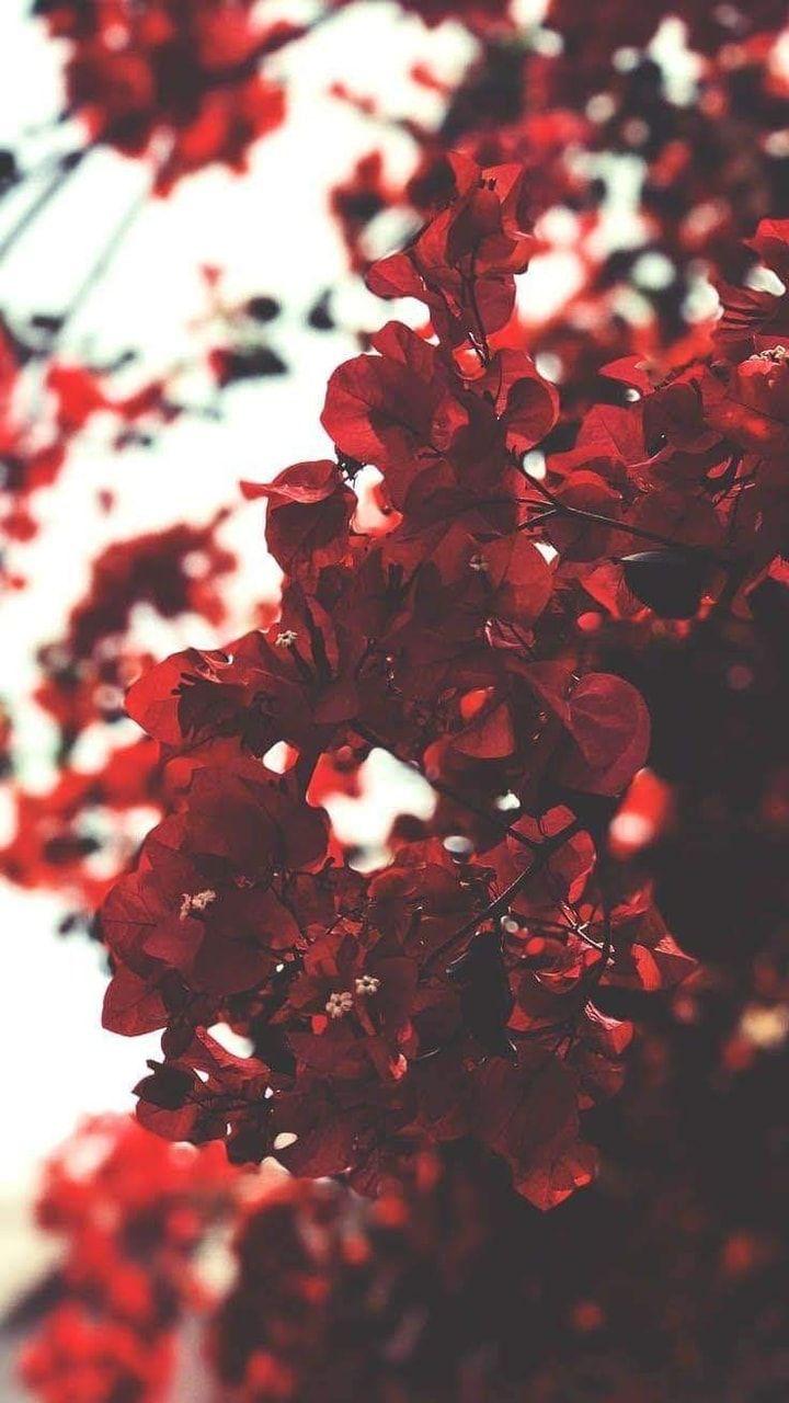 Red Flower Aesthetic Wallpapers Top Free Red Flower Aesthetic Backgrounds Wallpaperaccess