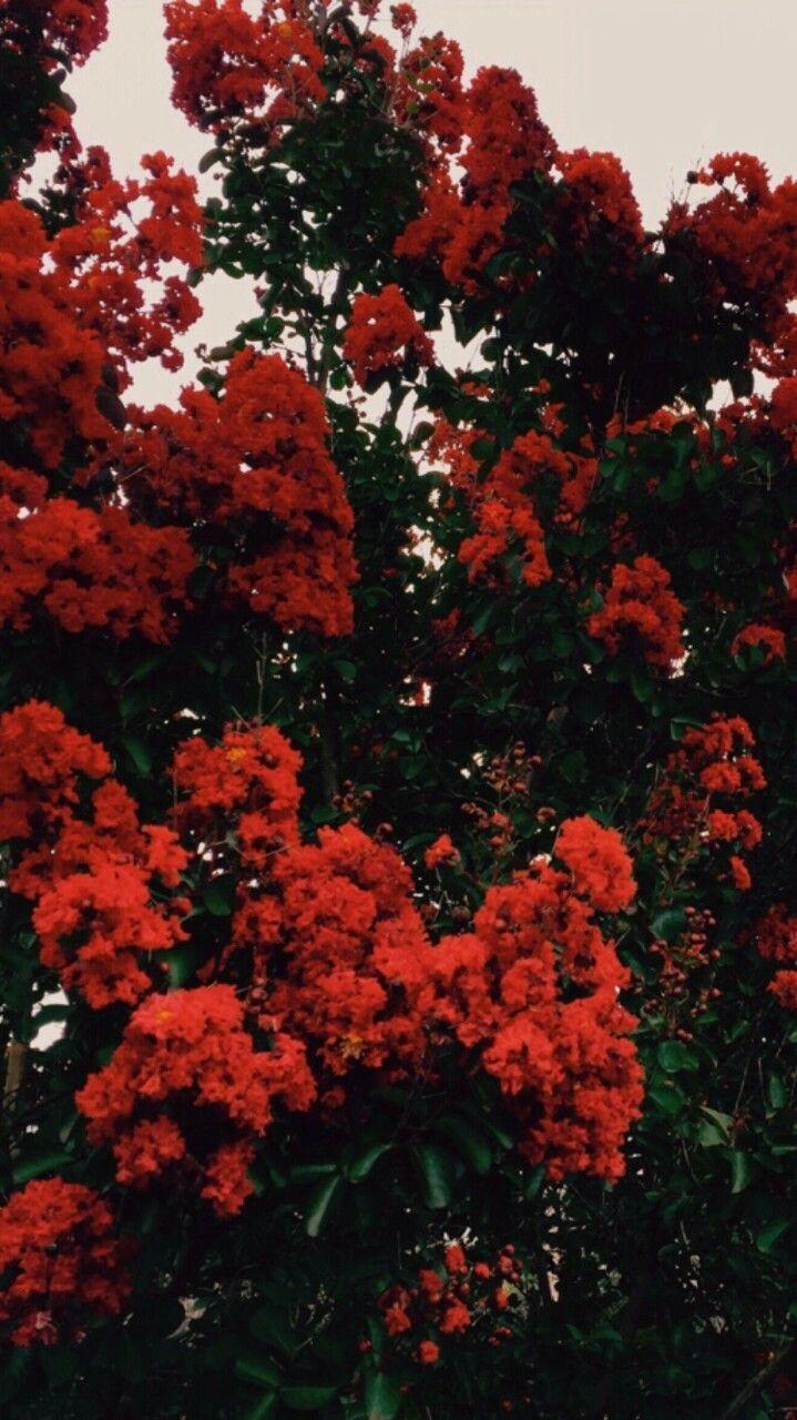 Featured image of post Red And Orange Flowers Aesthetic Correctly combining the colors of flowers you can create a work of art