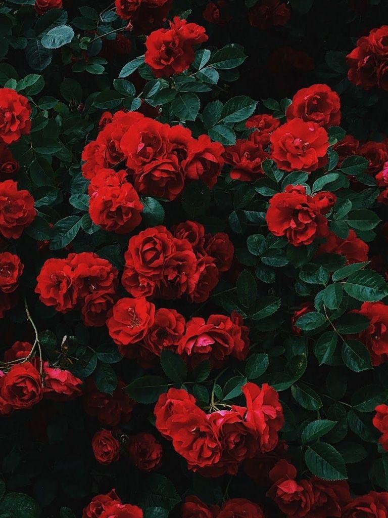 768x1024 Free download Red roses With image Flower phone wallpaper Flower