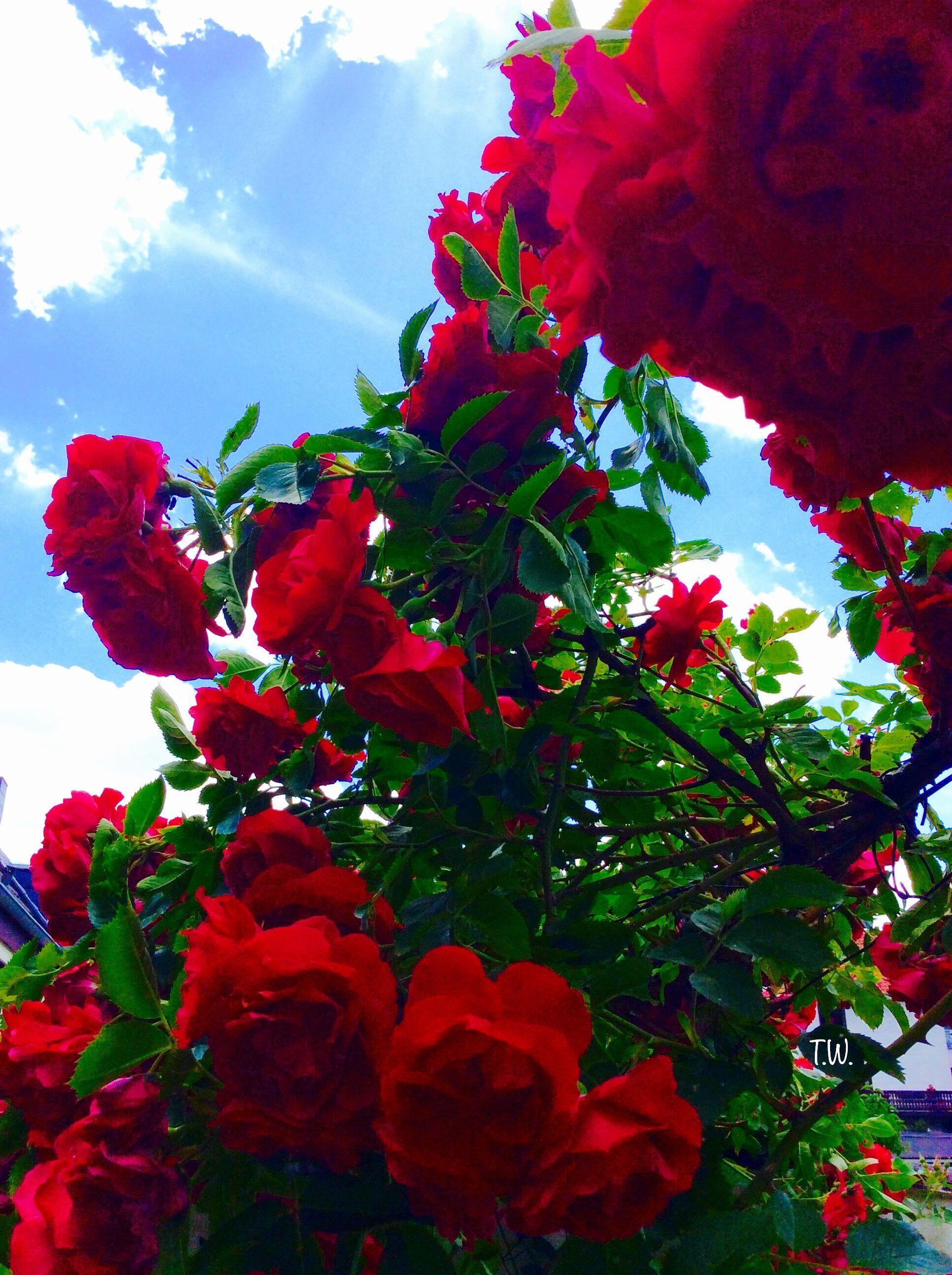 1936x2592 Flowers Aesthetic Wallpaper