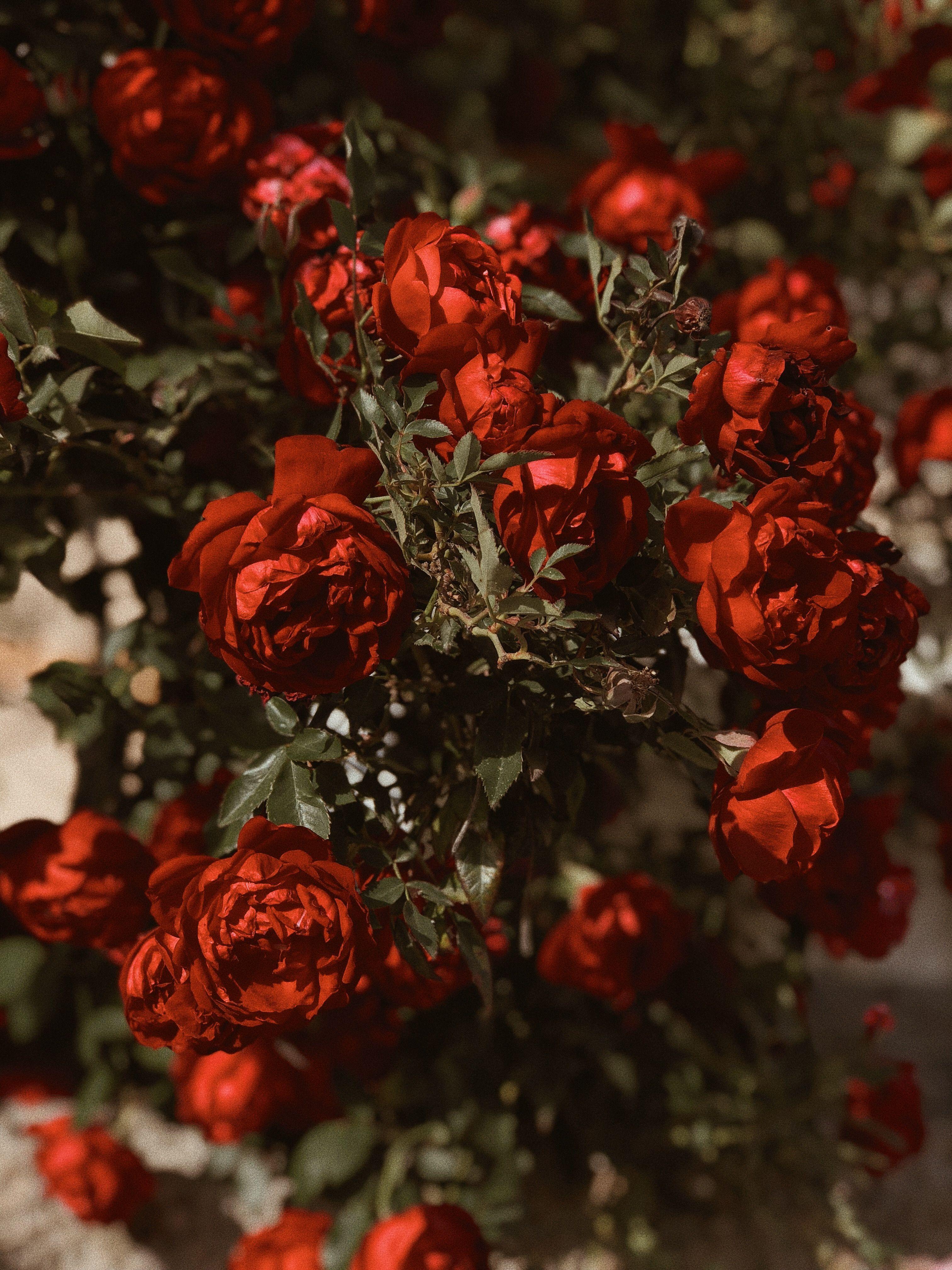 3024x4032 Just be love. Flower aesthetic, Red roses, Beautiful flowers
