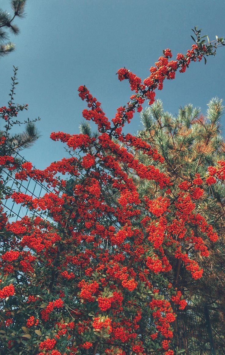 736x1160 sky #red #flowers, #FLOWERbackground #Flowers #Red # Sky # flowerbackground #flowers #red #sky in 2020. Hình nền thẩm mỹ, Bầu trời thẩm mỹ, Hình nền iphone hoa