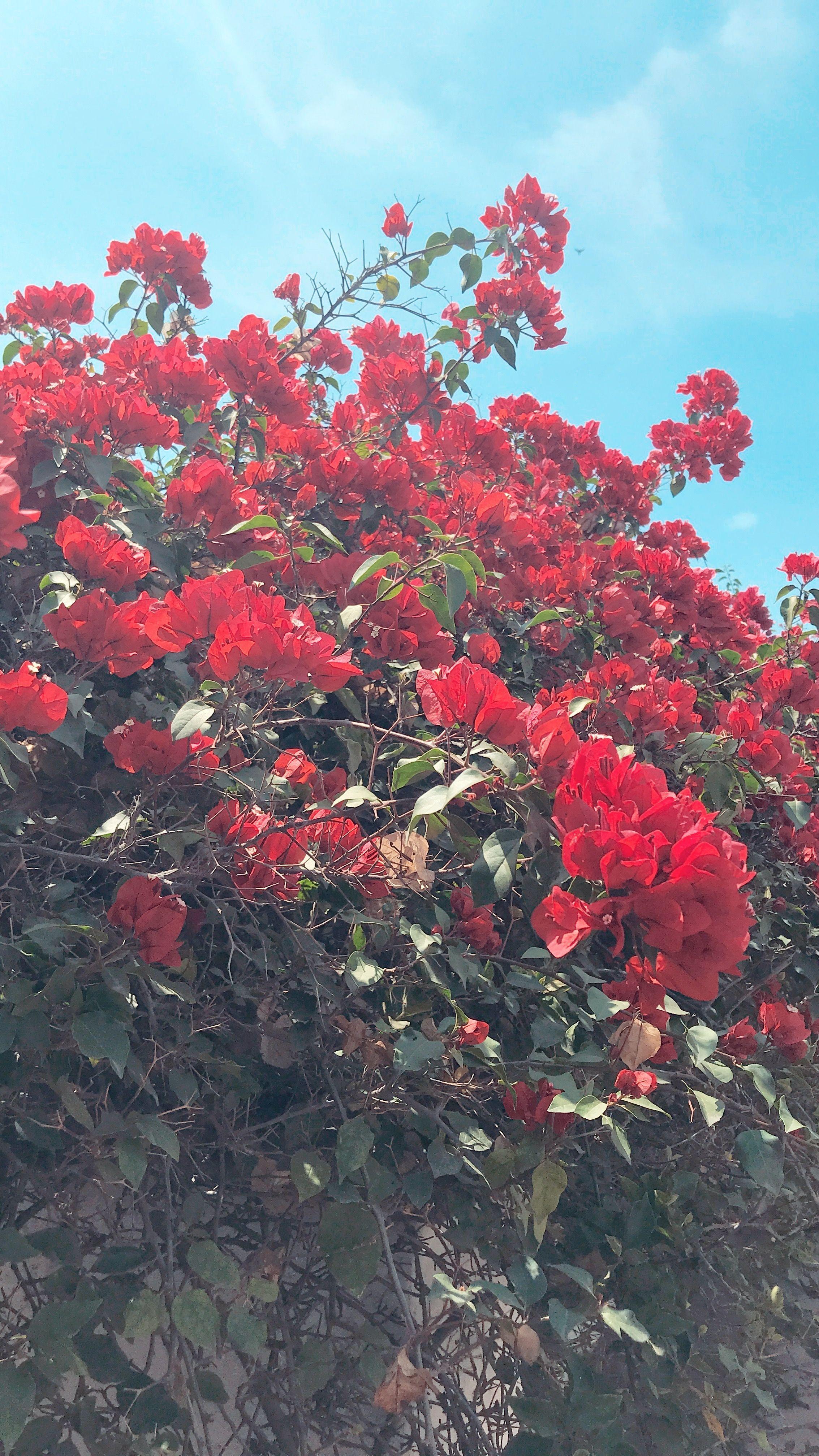 2267x4032 Red Flower Aesthetic Wallpaper