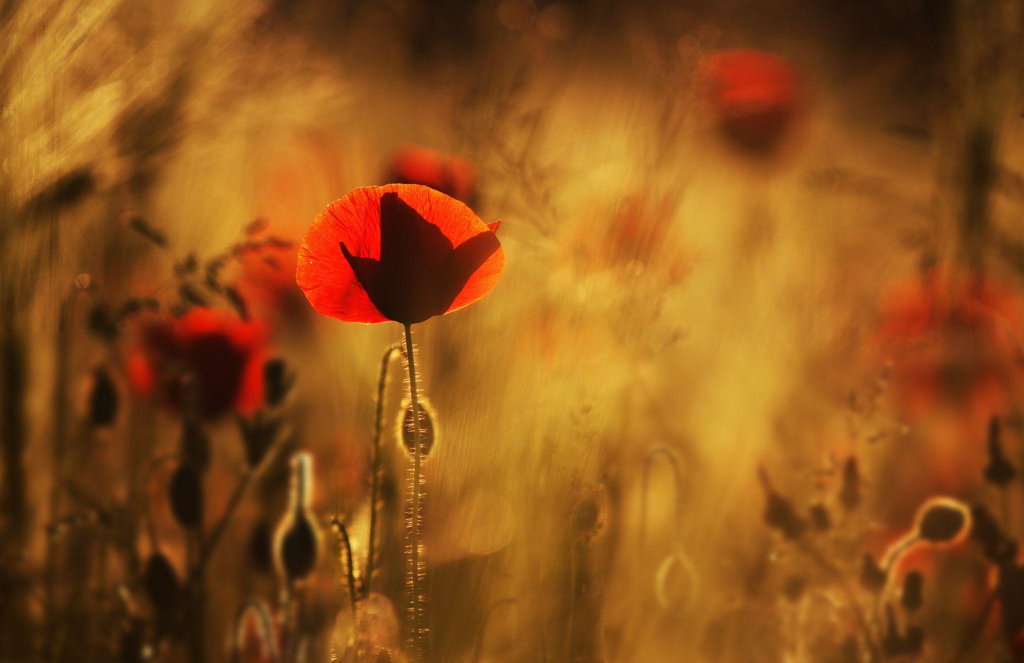 2048x1326 Poppies Red Flowers Field Close Up Blurred Wallpaperx1326