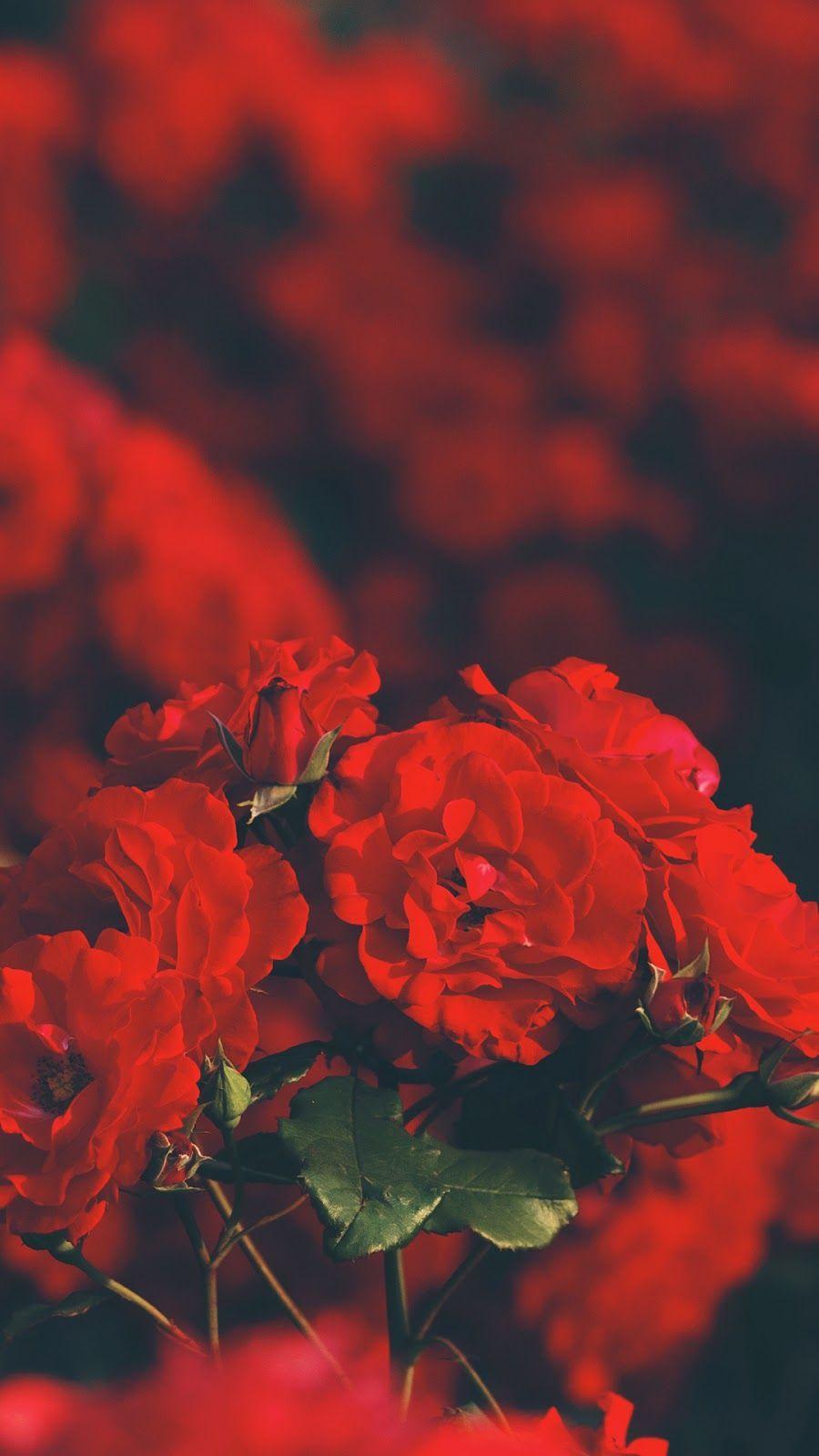 900x1600 red rose wallpaper #wallpaper #iphone #android #background