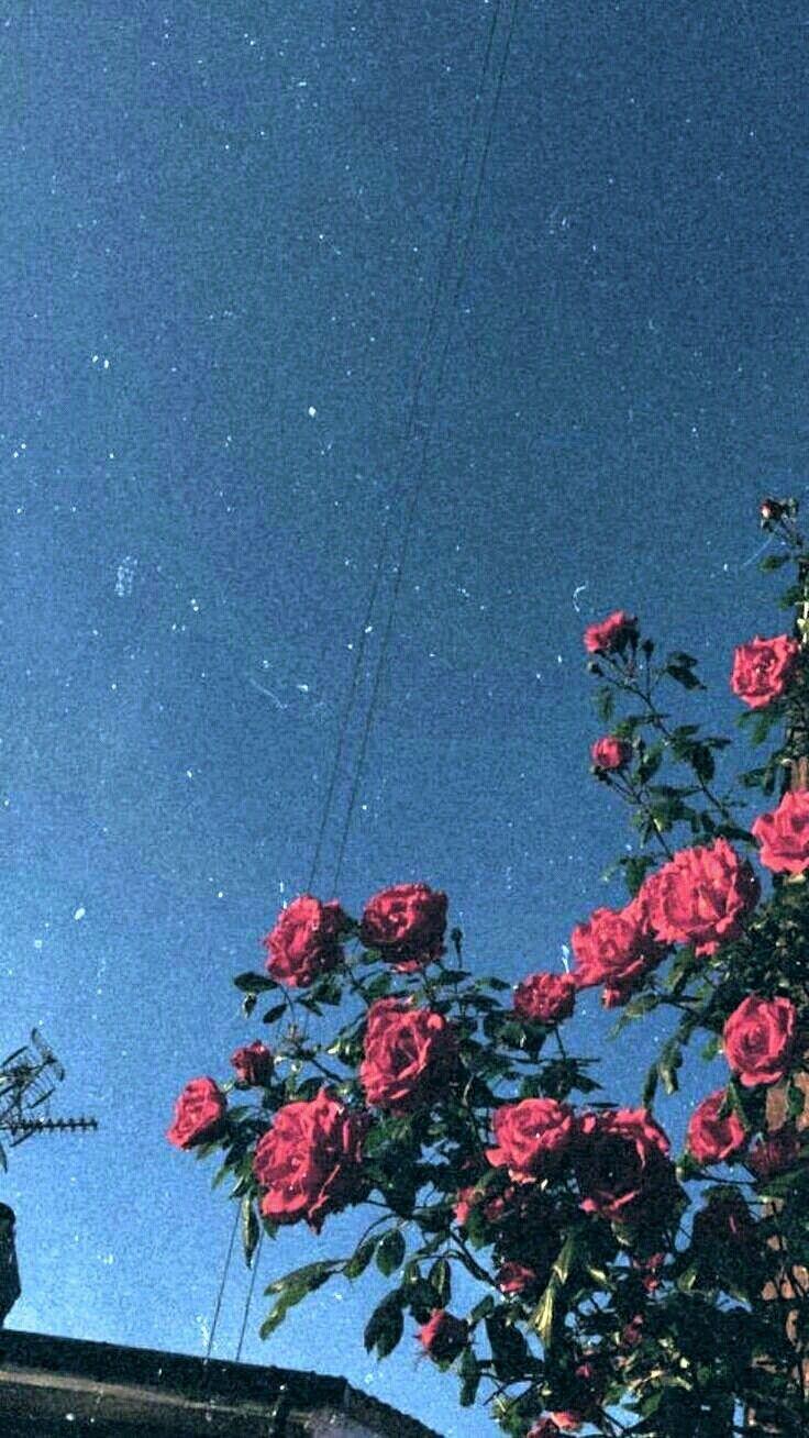 736x1308 Aesthetic Flower And Sky Wallpaper