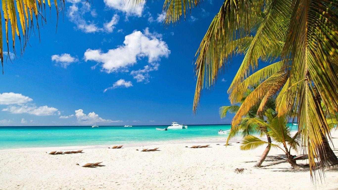 1366x768 Caribbean Beach, Palm Tree Wallpaper Download HD Wallpaper Photo