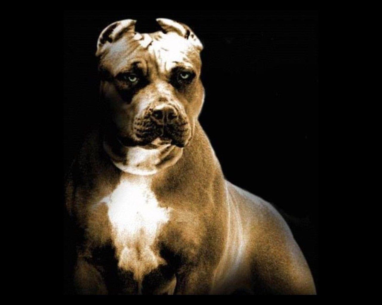 1280x1024 Download Pitbull Rapper Wallpaper