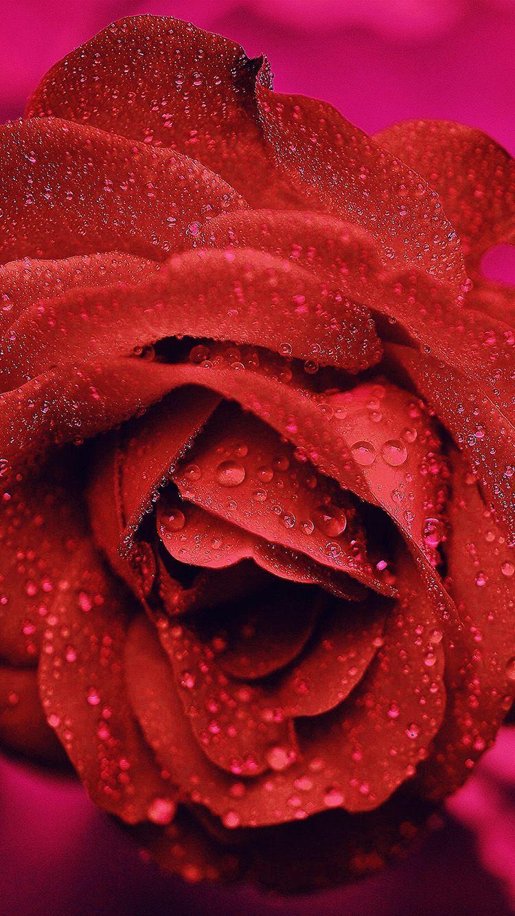 Zoom Flower Wallpapers Top Free Zoom Flower Backgrounds Wallpaperaccess