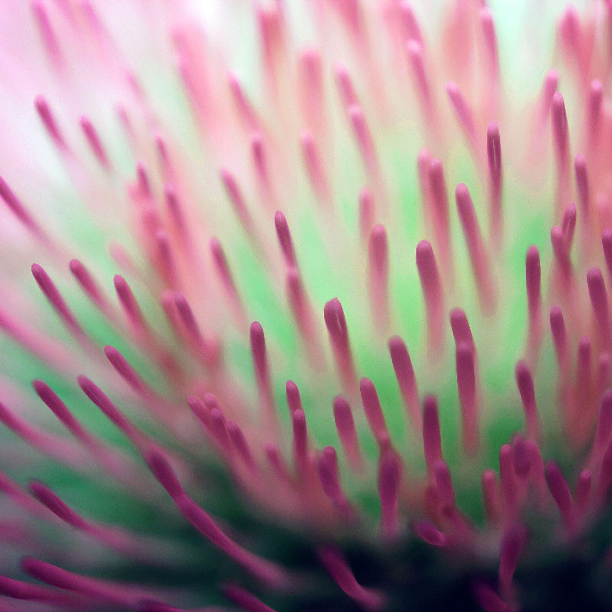 2048x2048 Flower Zoom Inside Pink Red Pattern Wallpaper