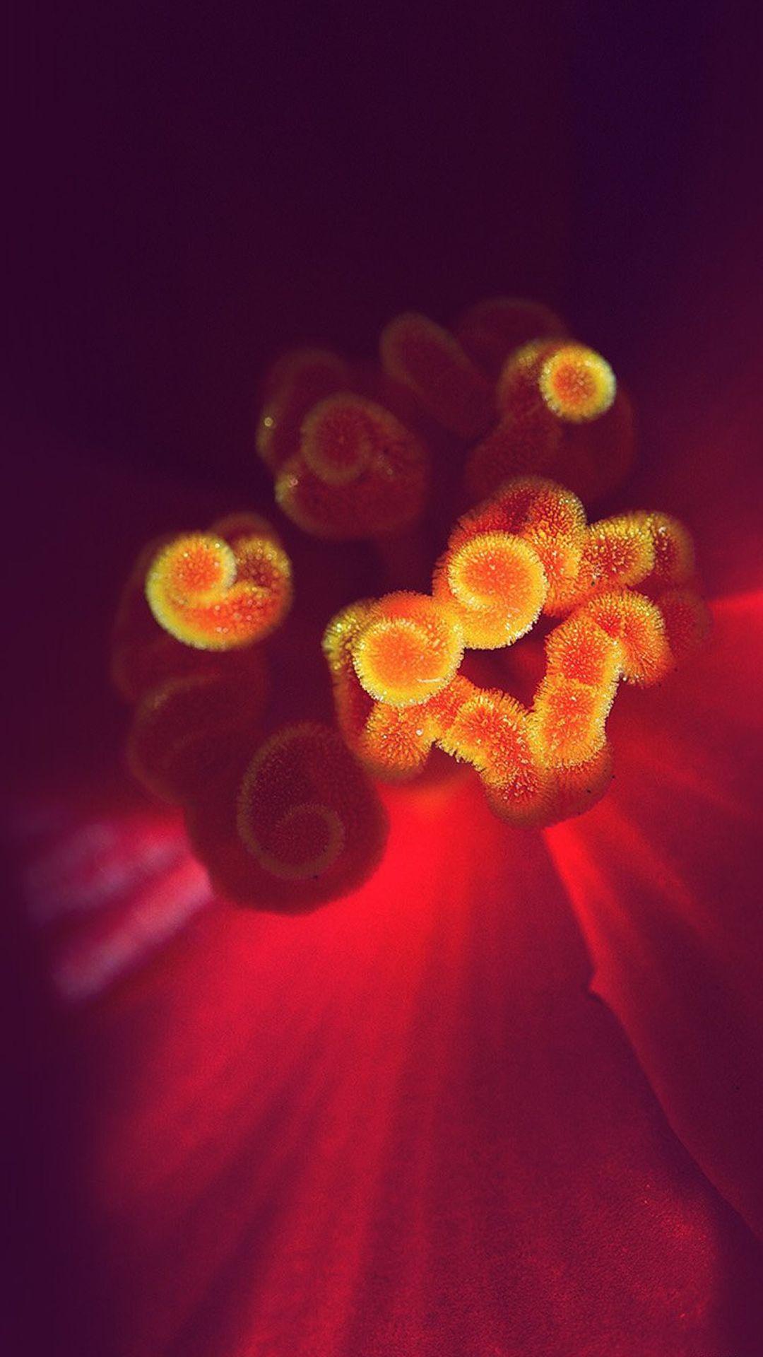 1080x1920 Nature Spring Beautiful Flower Zoom iPhone 8 Wallpaper Free Download