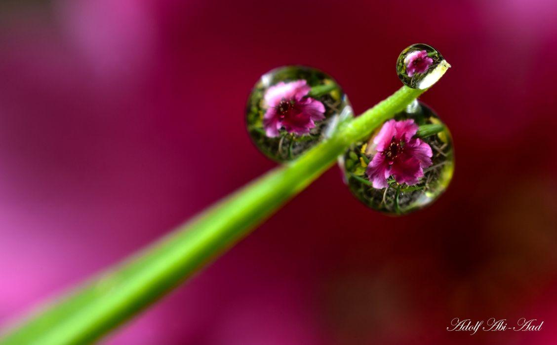 1128x700 Water drop macro nature macro zoom flowers gouttes pluie wallpaper