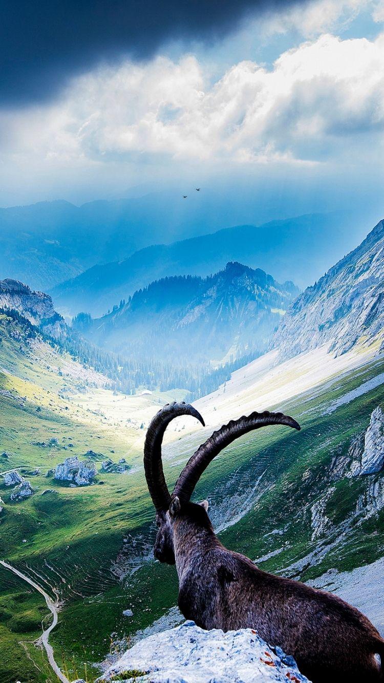 750x1334 Mount Pilatus Goat iPhone 6 Wallpaper HD