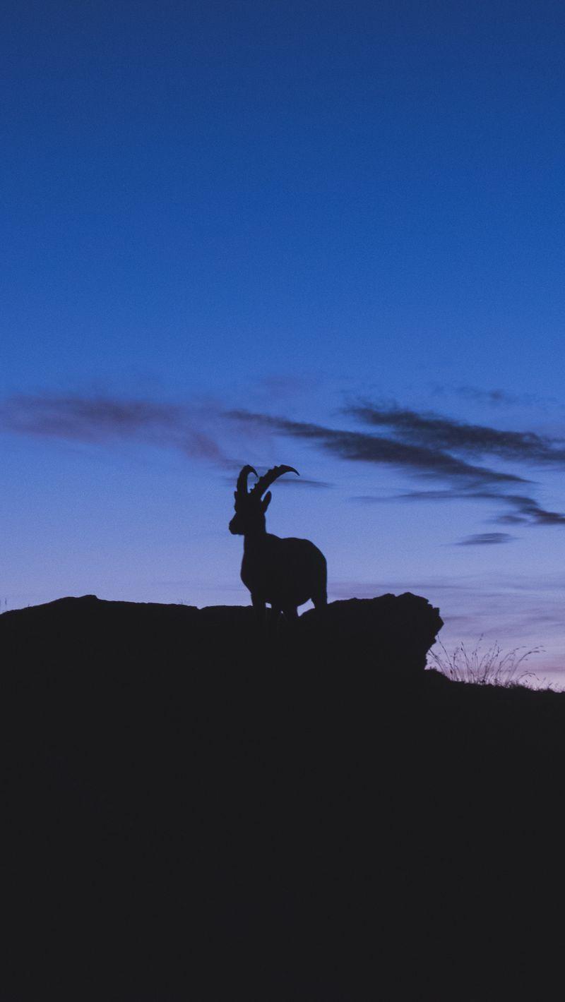 800x1420 Download wallpaper 800x1420 mountain goat, silhouette, night