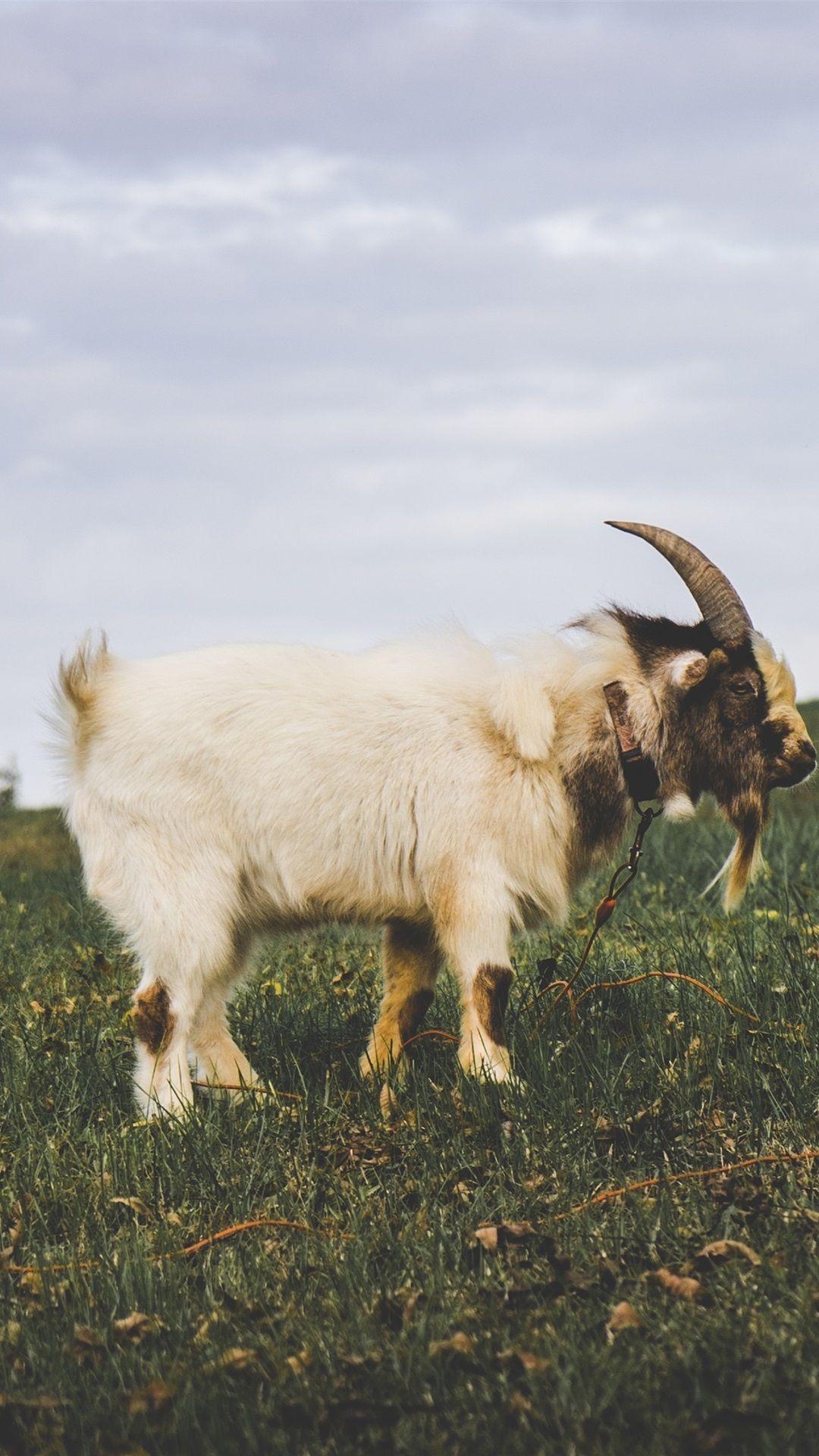 1080x1920 White Goat, Horns, Grass 1080x1920 IPhone 8 7 6 6S Plus Wallpaper